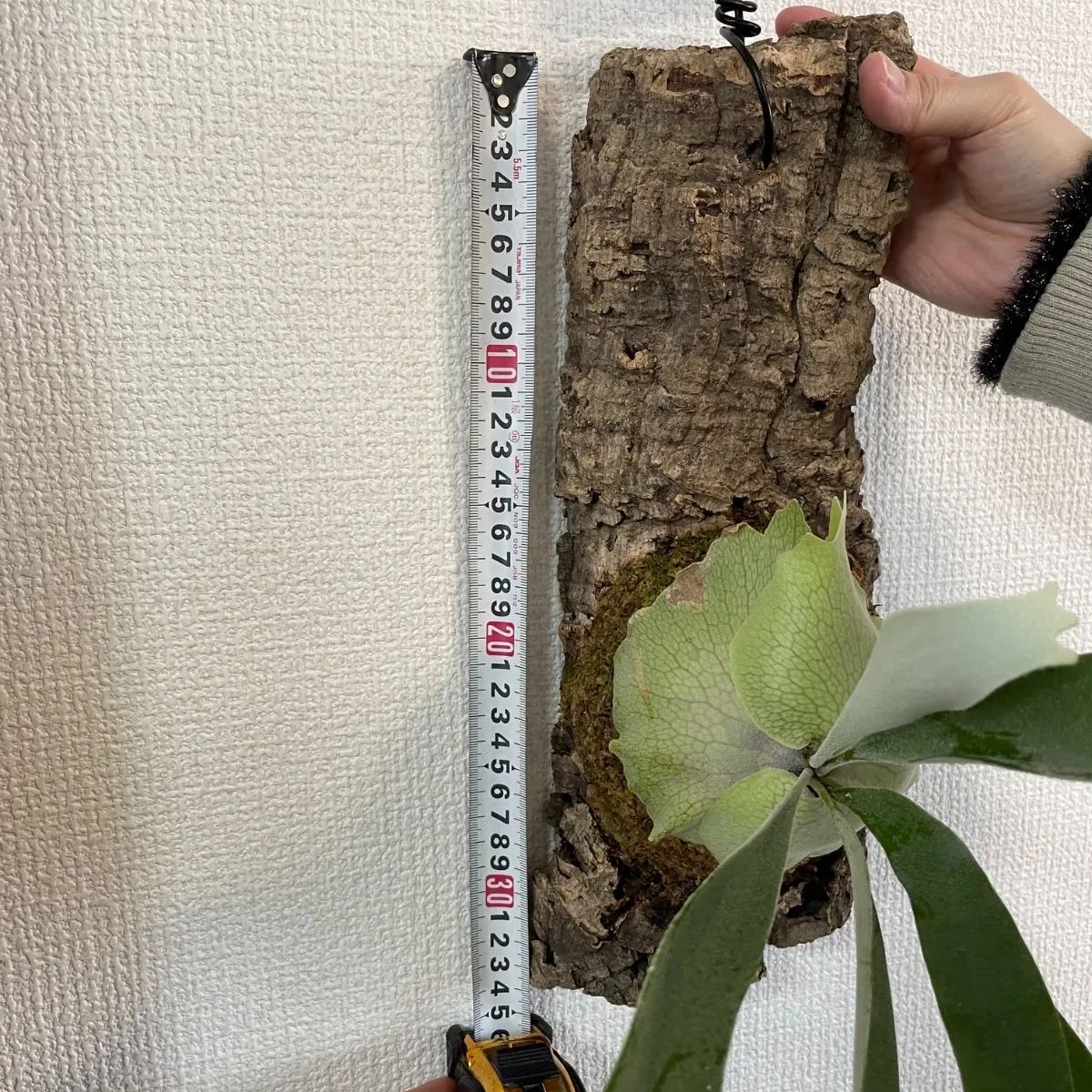 ビカクシダ（コウモリラン）P.Veitchii コルク付け