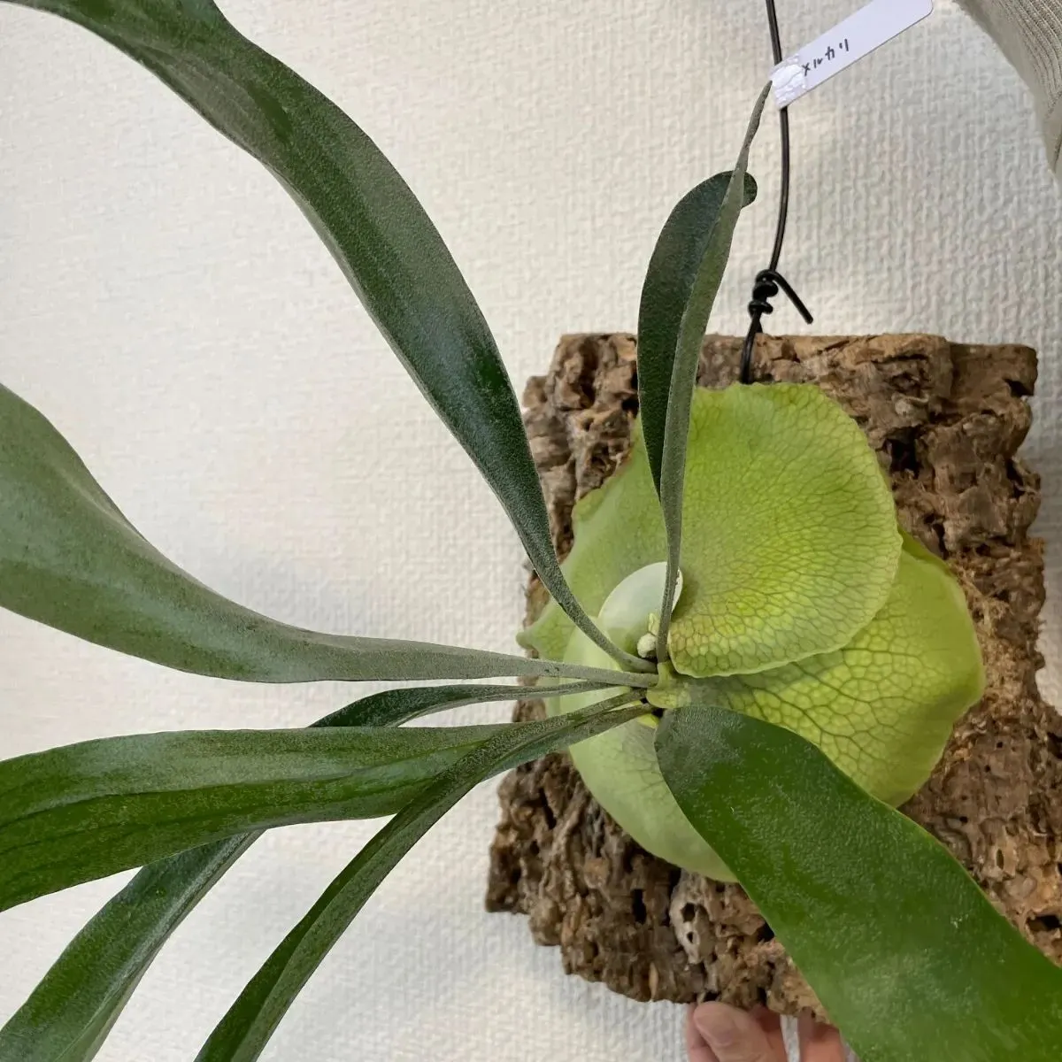 観葉植物 ビカクシダ（コウモリラン）Mt.Lewis コルク付け