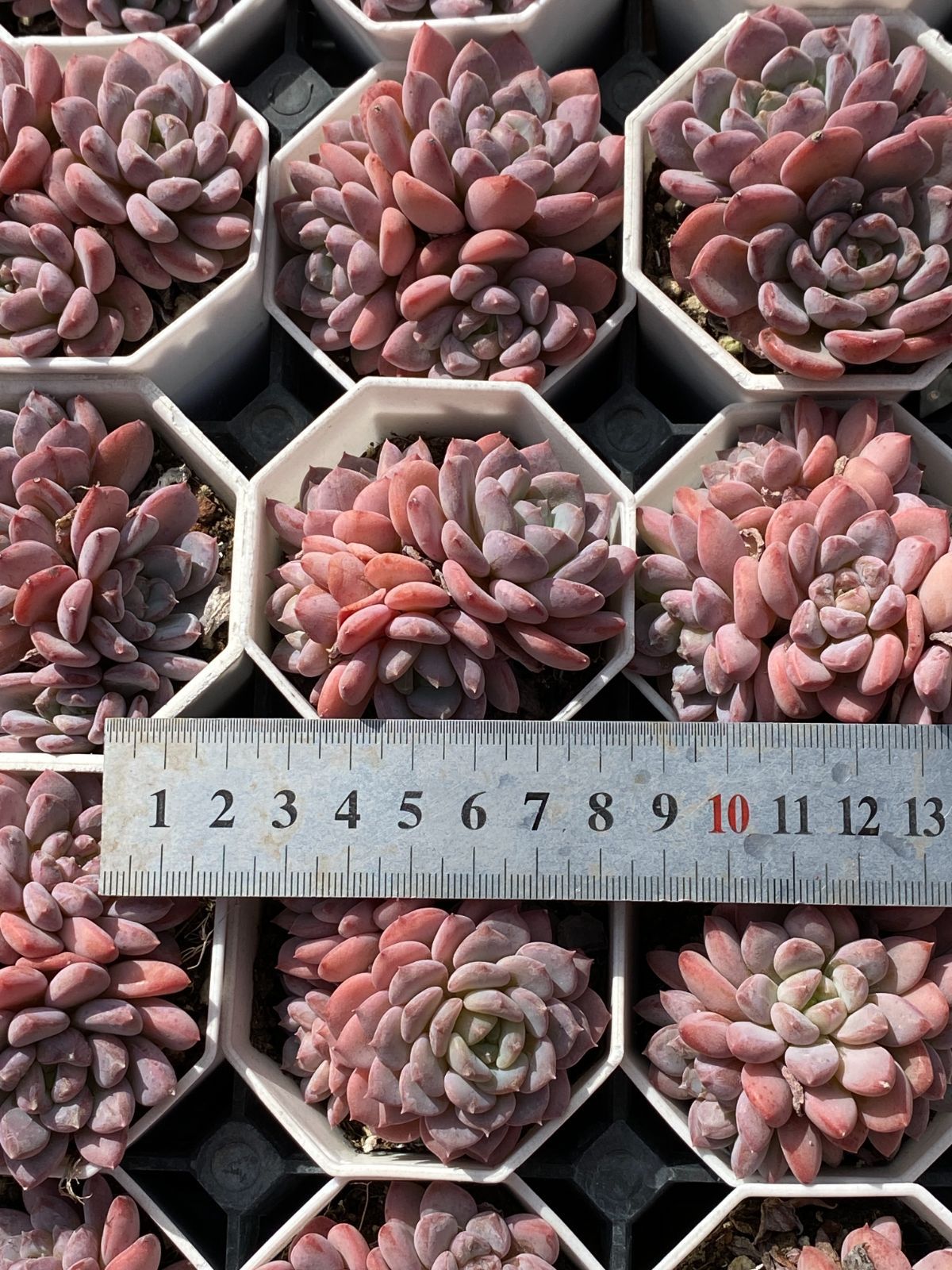 新入荷 ピンクジェニー ZZ148×50苗 抜き苗 多肉植物 アエオニウム