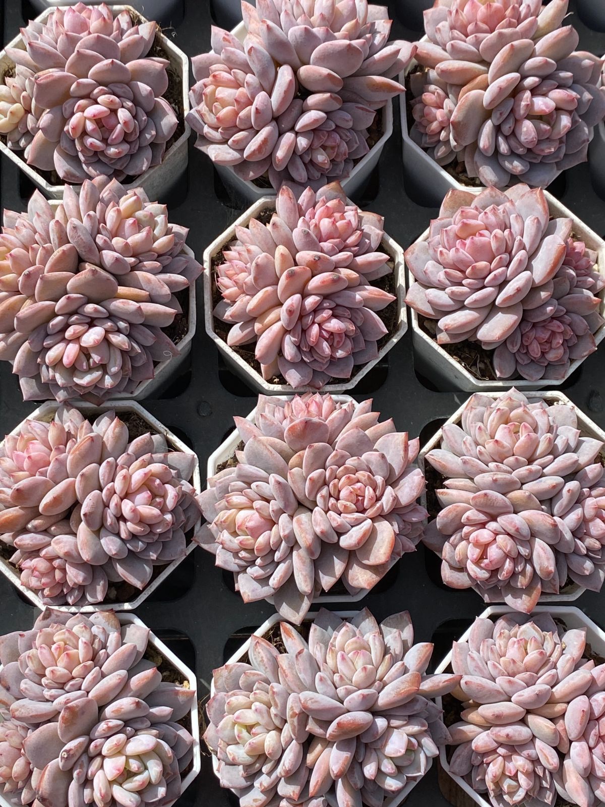 新入荷 スターオレンジ ZZ149×50苗 抜き苗 割引 多肉植物 アエオニウム