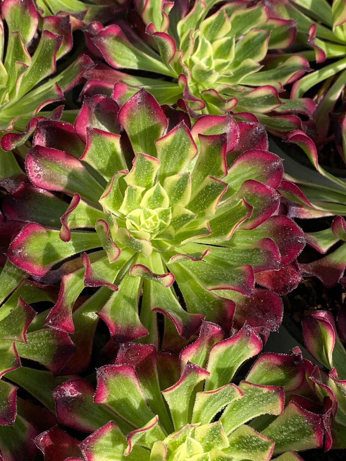 新入荷 テンゴウホウシ ZZ153×18苗 抜き苗 多肉植物 アエオニウム