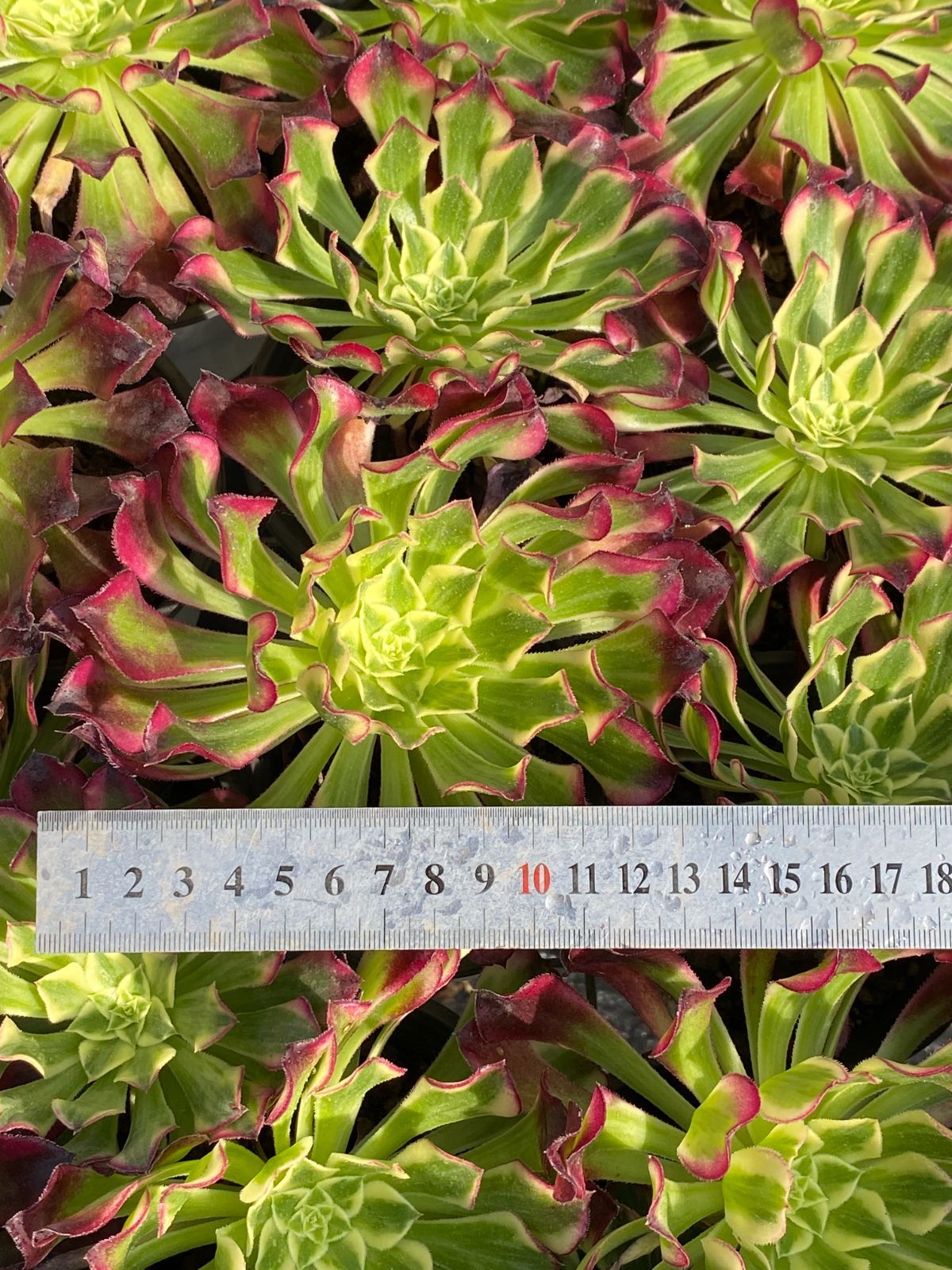 新入荷 テンゴウホウシ ZZ153×18苗 抜き苗 多肉植物 アエオニウム