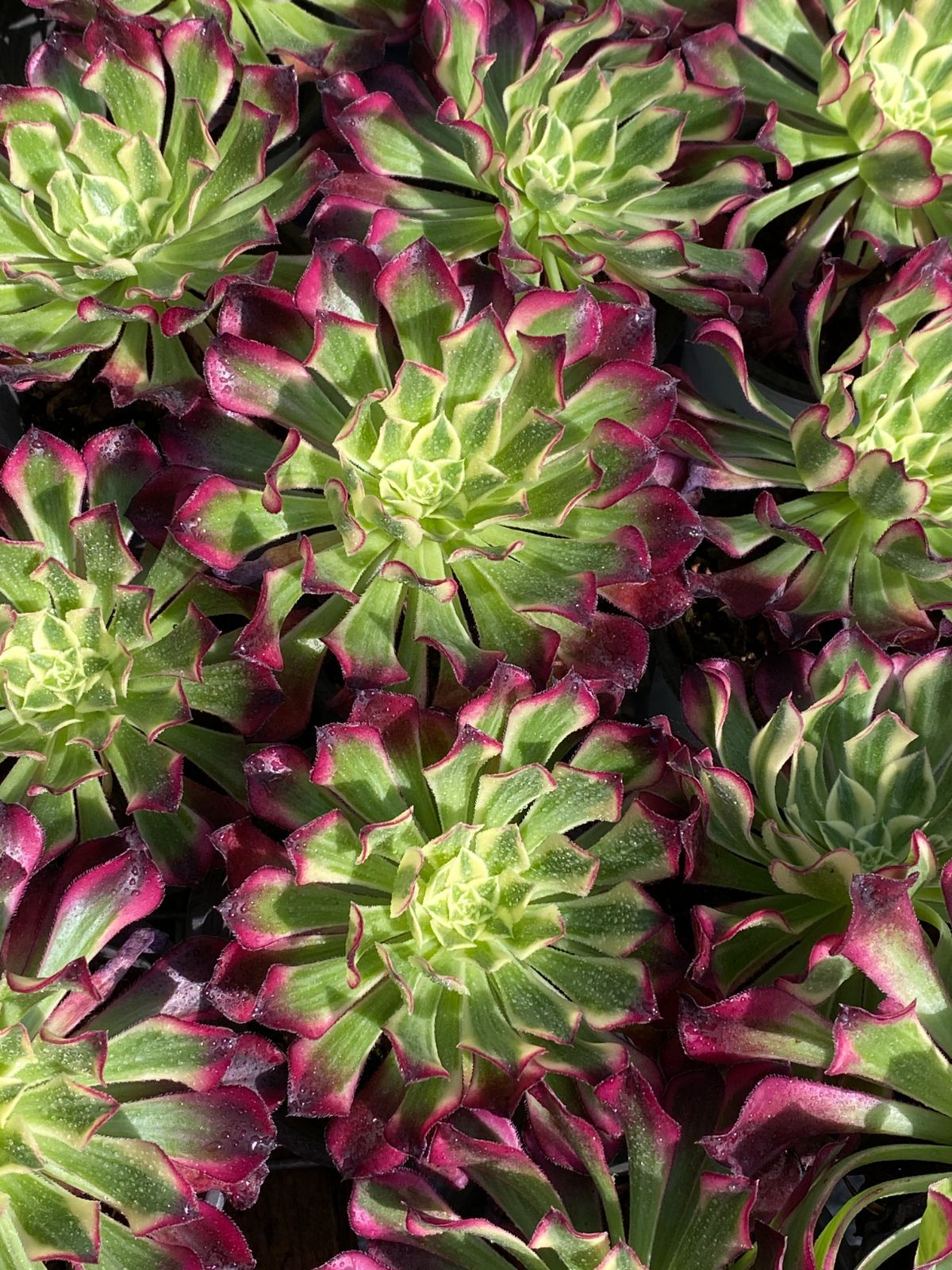 新入荷 テンゴウホウシ ZZ153×18苗 抜き苗 多肉植物 アエオニウム