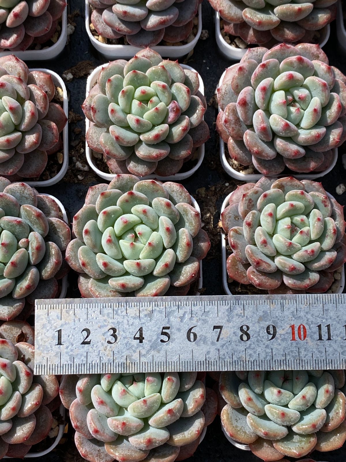 新入荷 雪桃 ZZ161×50苗 抜き苗 多肉植物 アエオニウム エケベリア