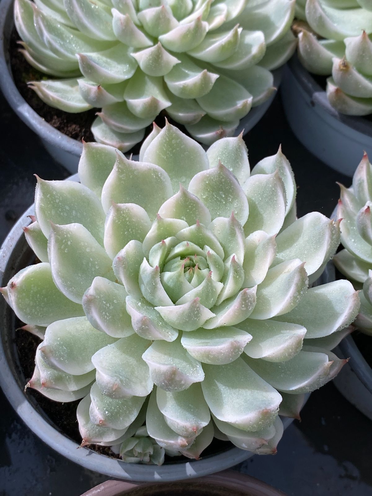 新入荷 マーガレットニシキ ZZ178×18苗 抜き苗 多肉植物 アエオニウム エケベリア サボテン 韓国苗