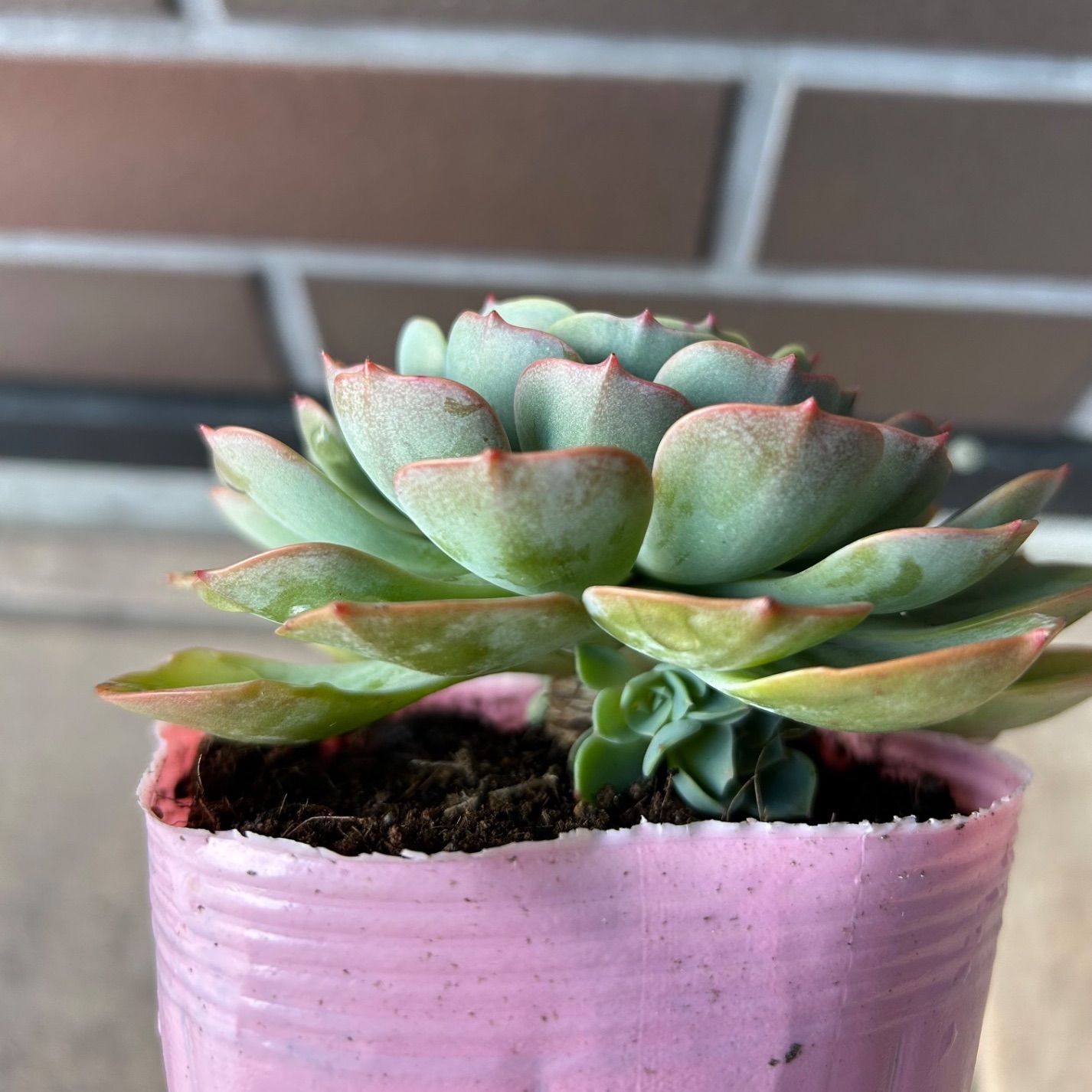 多肉植物 七福神 子株付き 抜き苗 - メルカリ