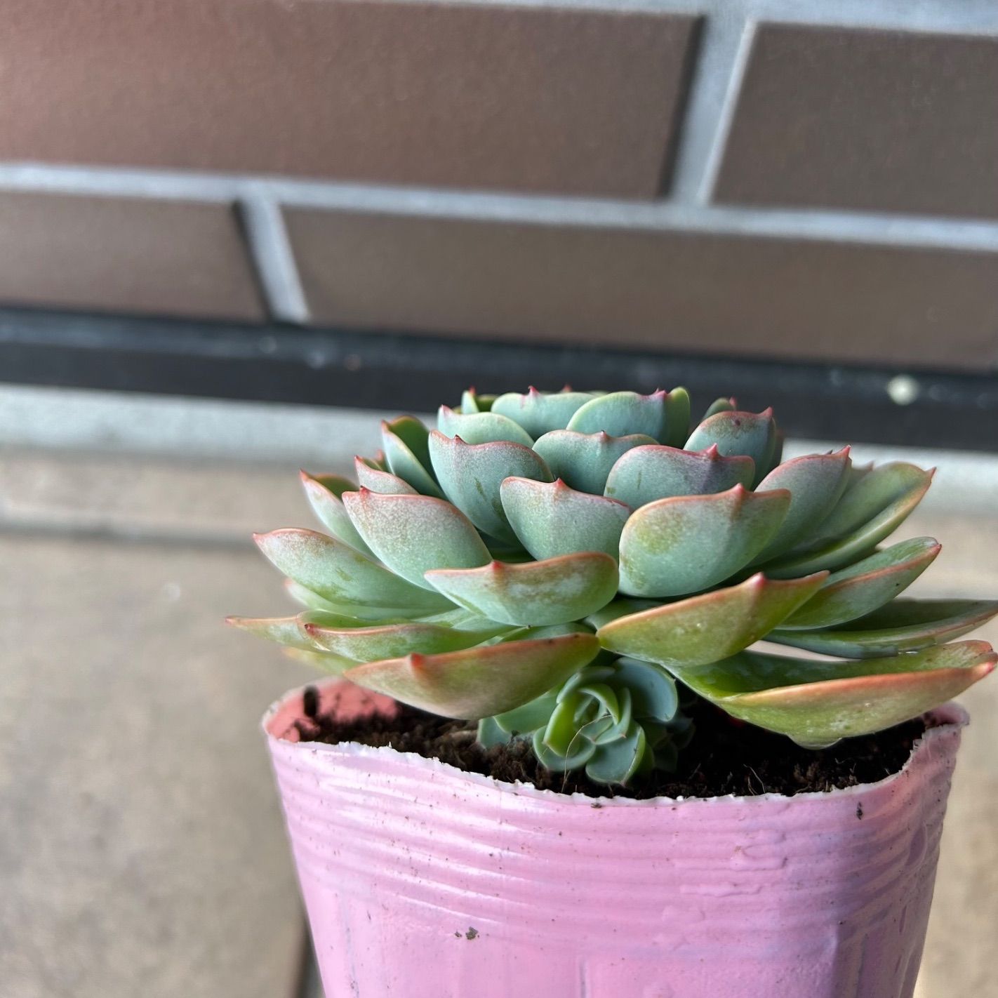 多肉植物✩.*˚七福神 抜き苗 七福神 2苗【抜き苗】多肉植物 - メルカリ