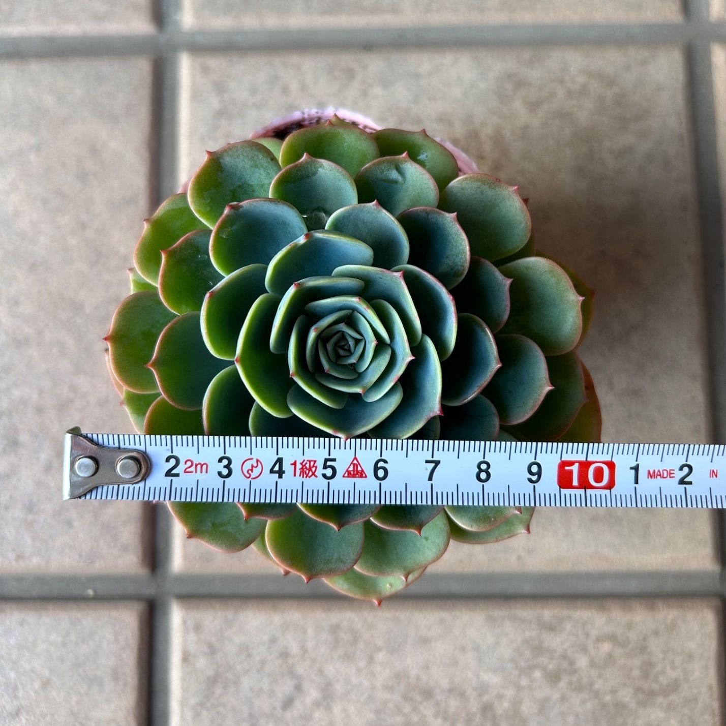 多肉植物 七福神 子株付き 抜き苗 - メルカリ