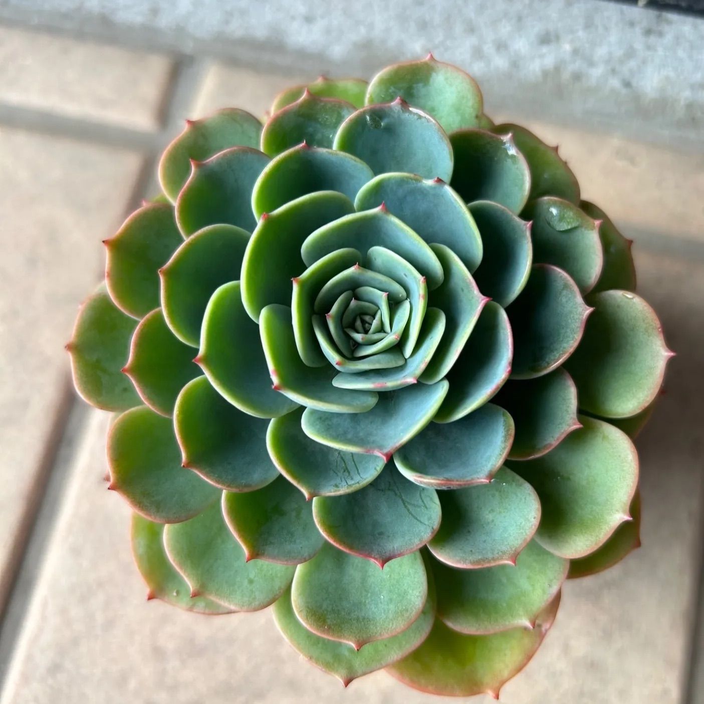 多肉植物 七福神 子株付き 抜き苗 - メルカリ