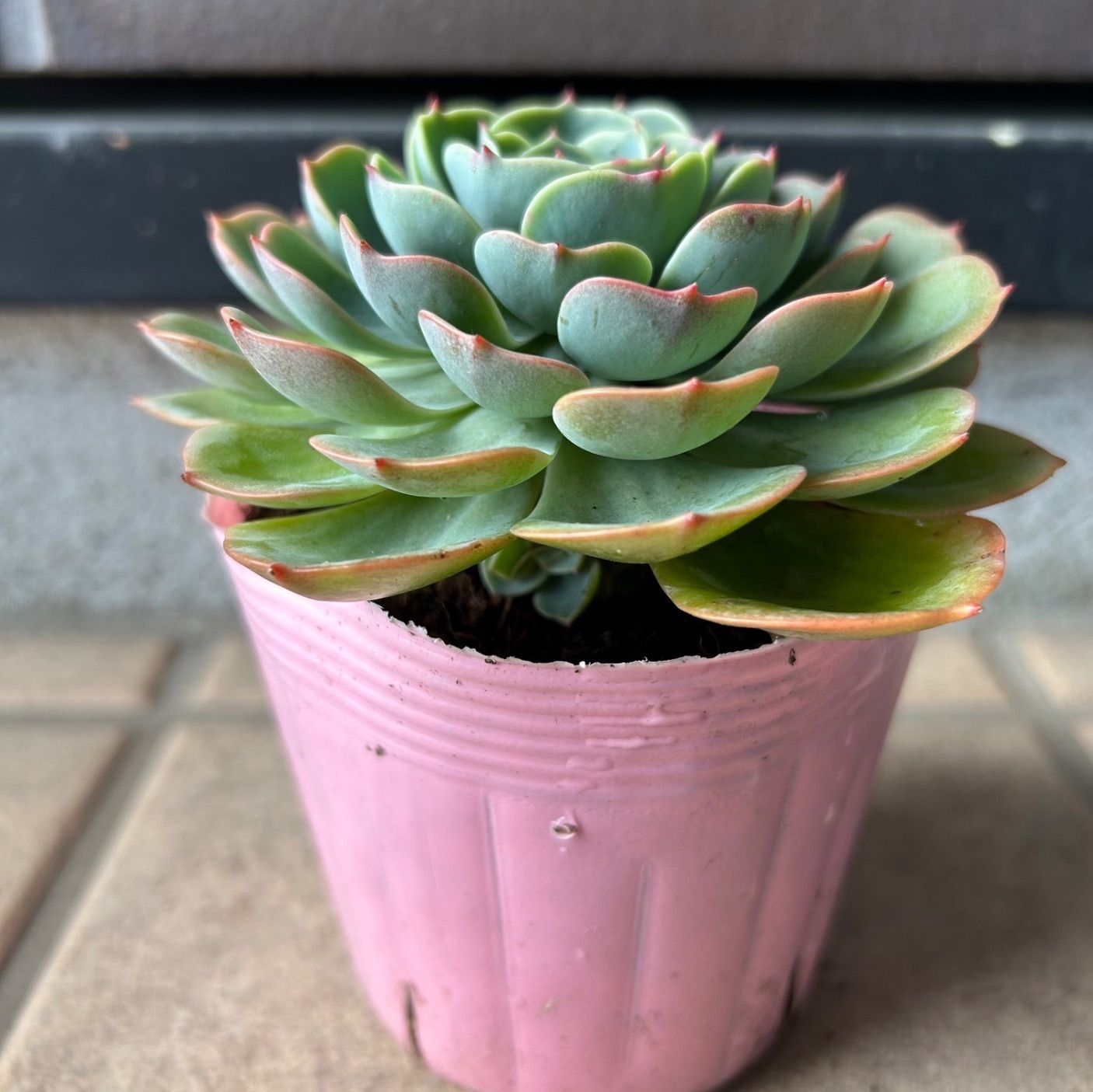 多肉植物 七福神 子株付き 抜き苗 - メルカリ