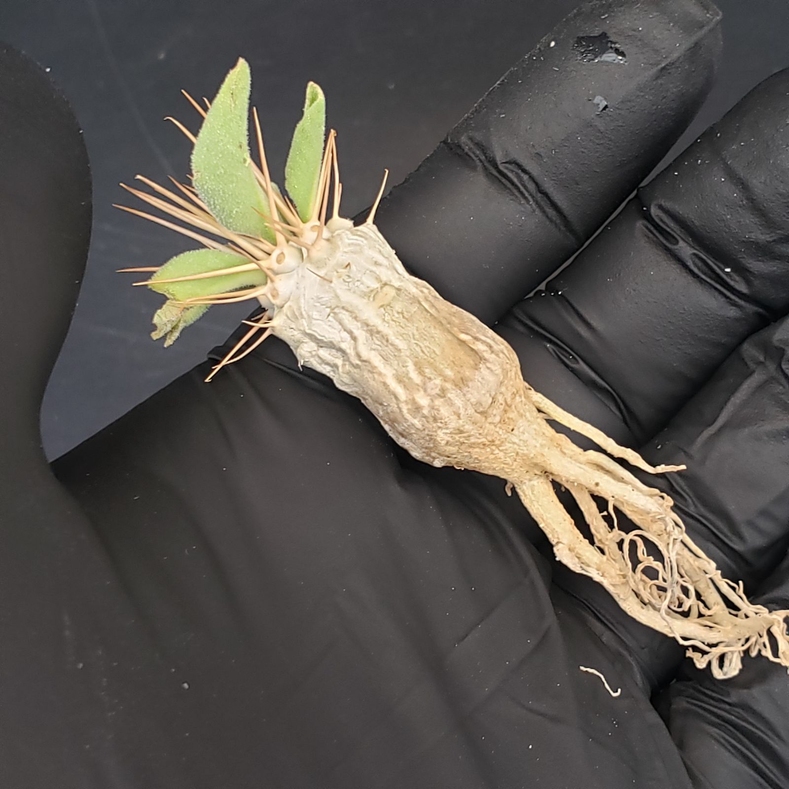 D391【最新到着】Pachypodium ナマクアナム（現地実生・抜き苗）【塊根