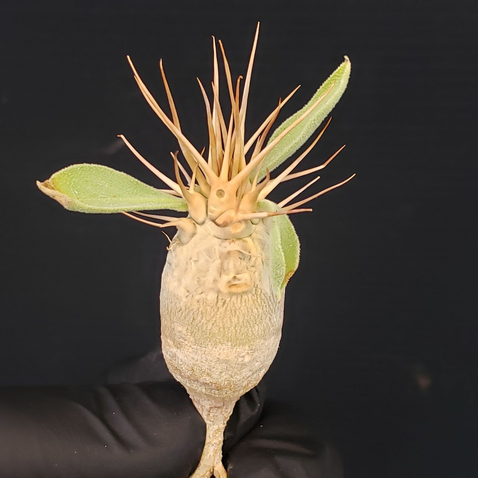 ナマクアナム　塊根植物　発根済 fit=scale-down,w=1200