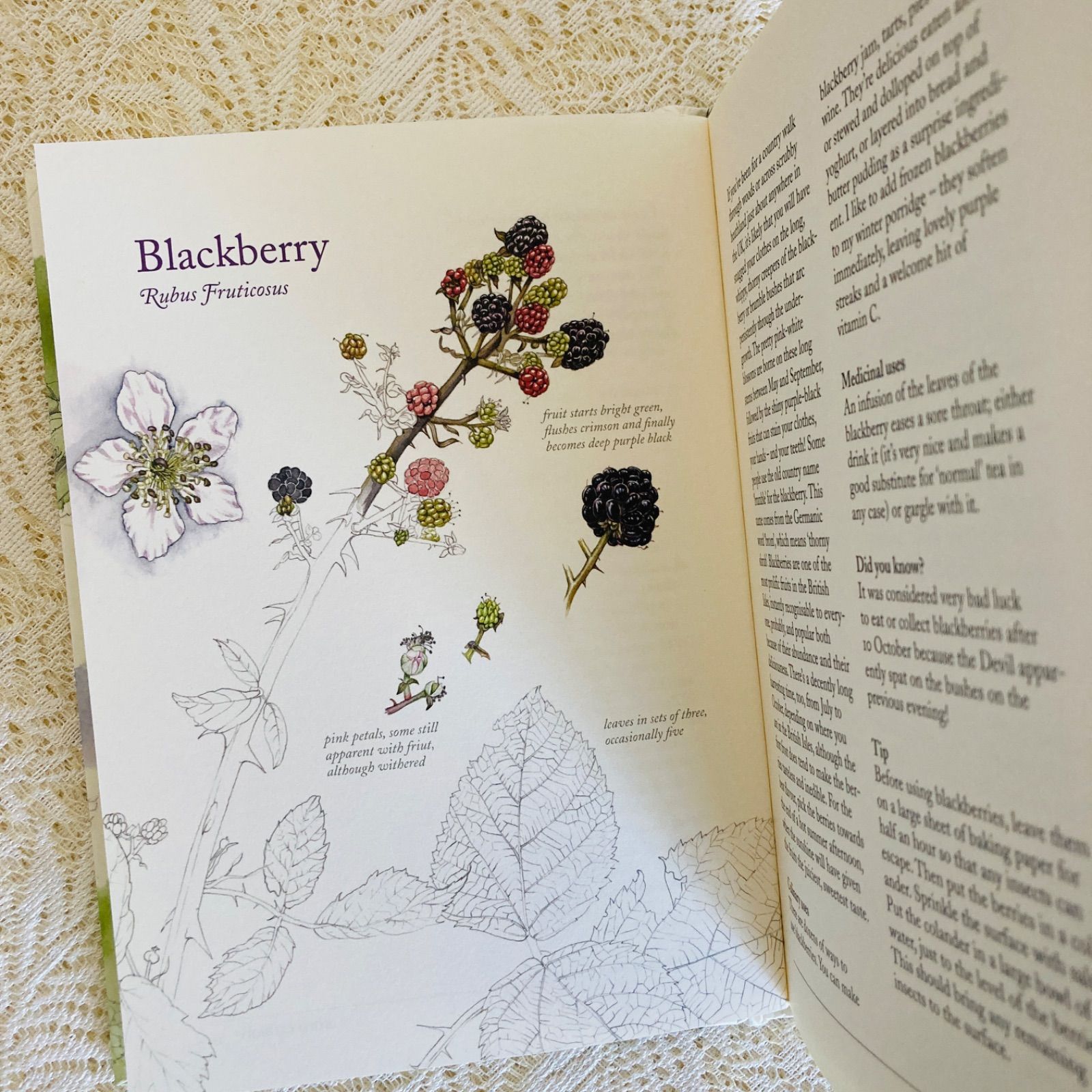 淡い彩りに包まれた植物図鑑♡ 美しいガイドブック インテリア洋書