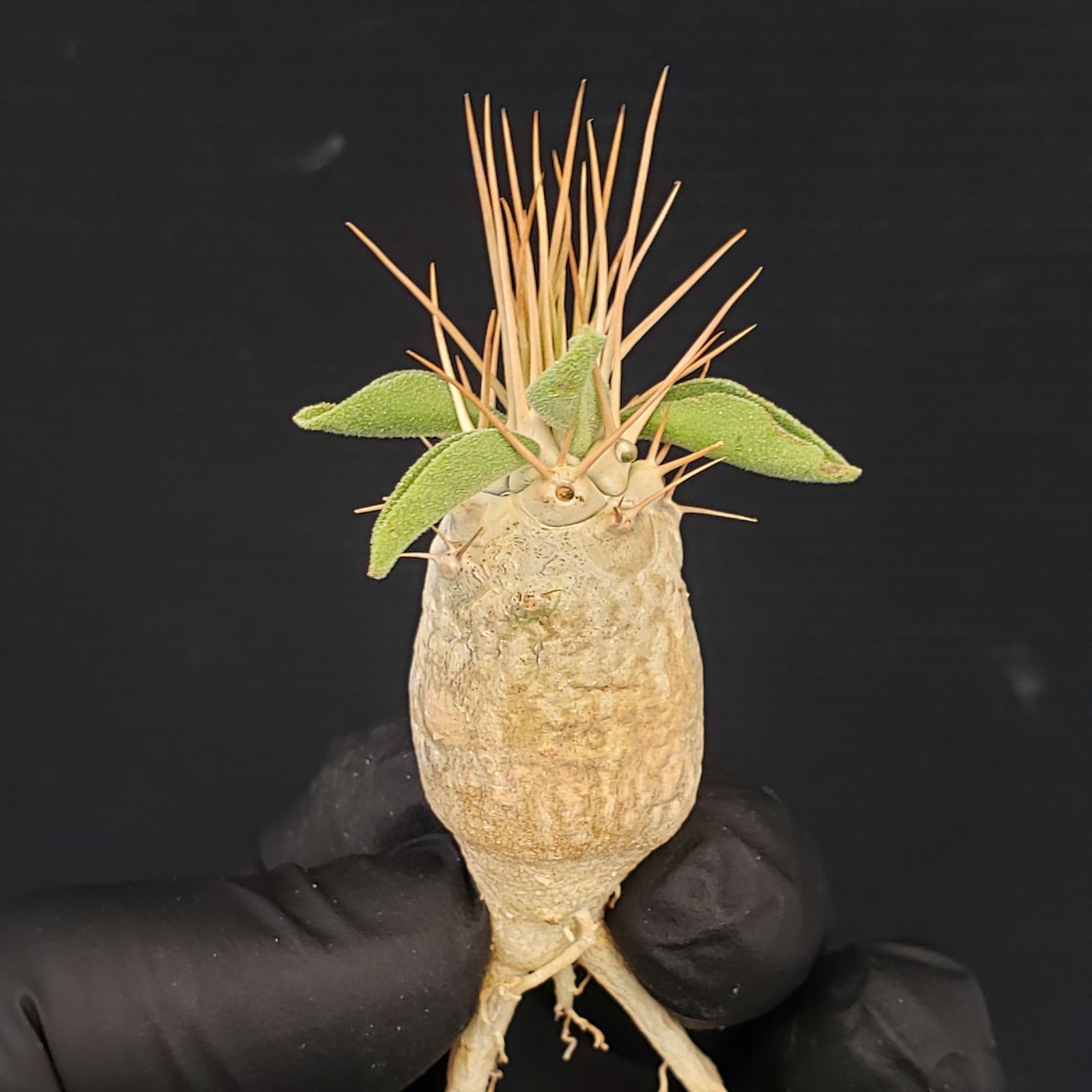 D396【最新到着】Pachypodium ナマクアナム（現地実生・抜き苗）【塊根