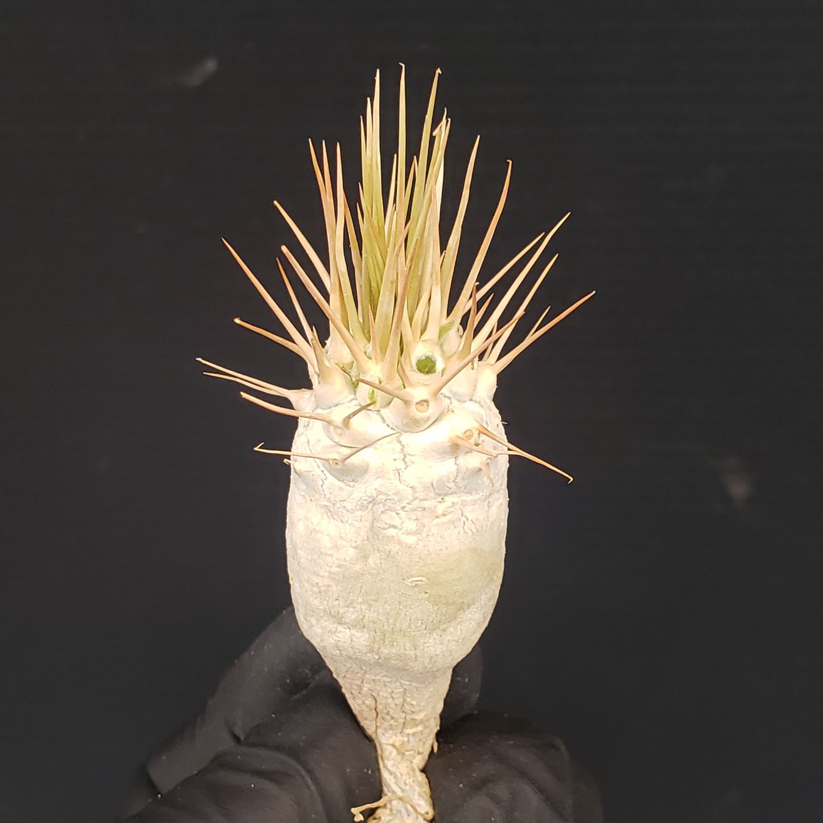 D404【最新到着】Pachypodium ナマクアナム（現地実生・抜き苗）【塊根