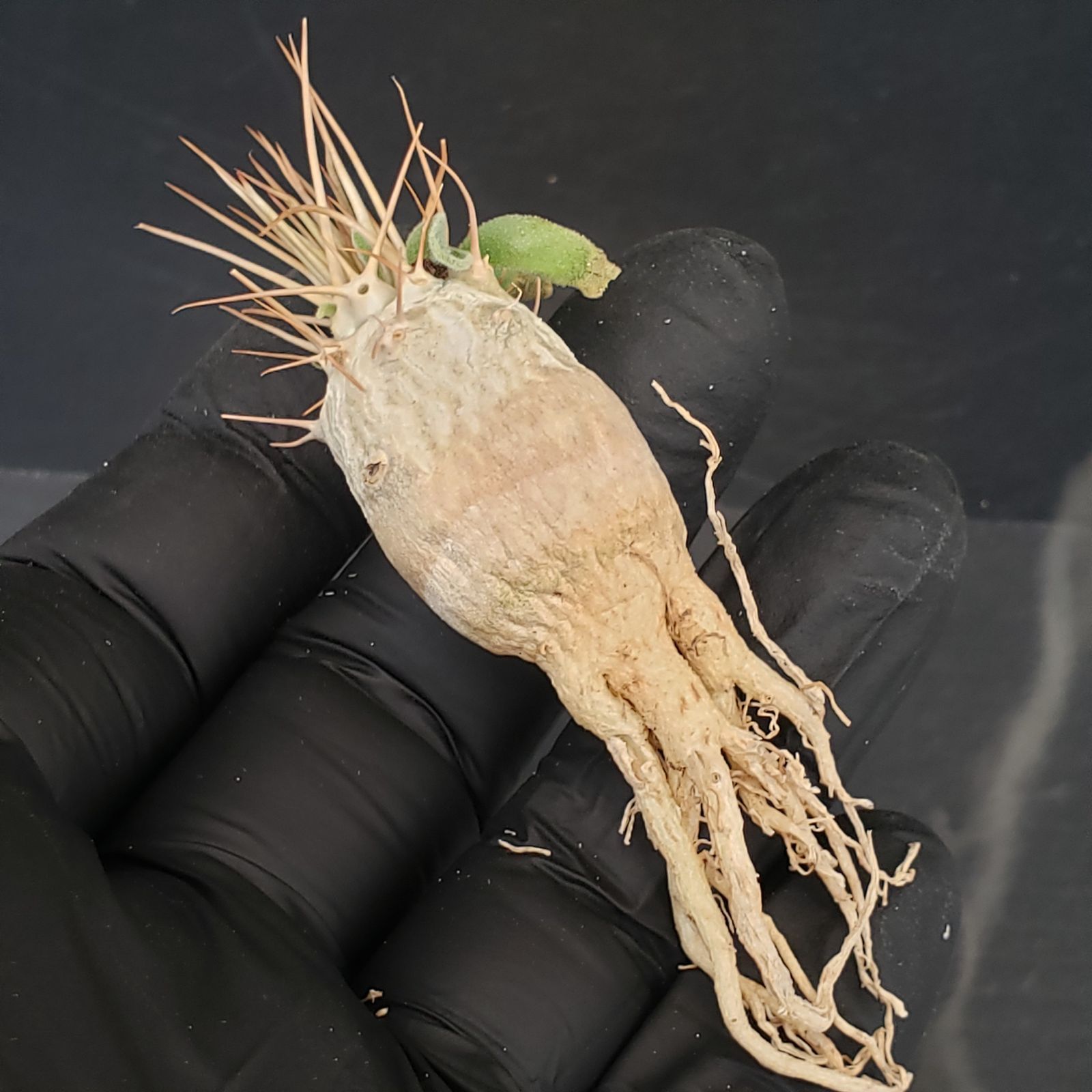 D406【最新到着】Pachypodium ナマクアナム（現地実生・抜き苗）【塊根