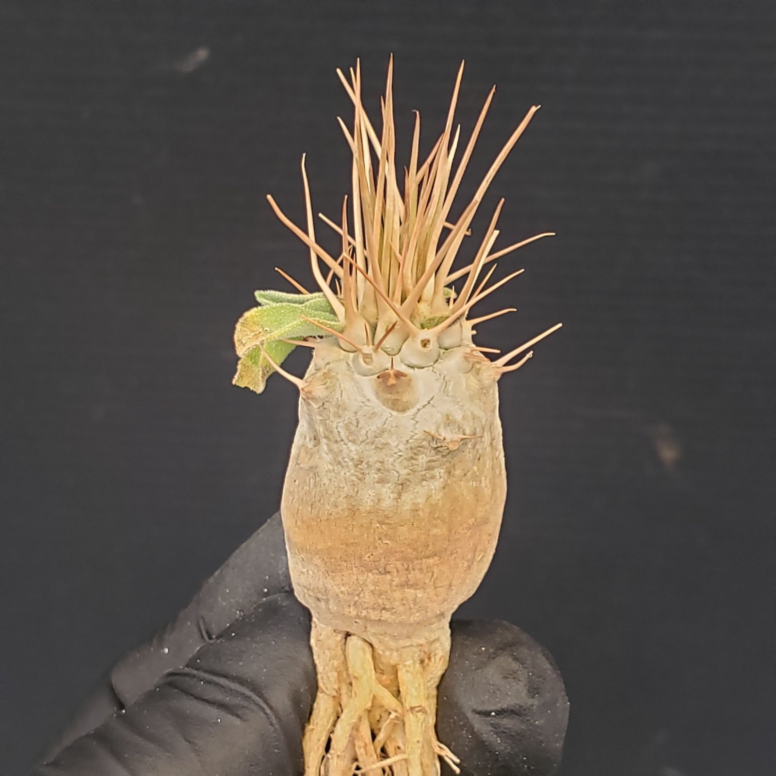 D406【最新到着】Pachypodium ナマクアナム（現地実生・抜き苗）【塊根