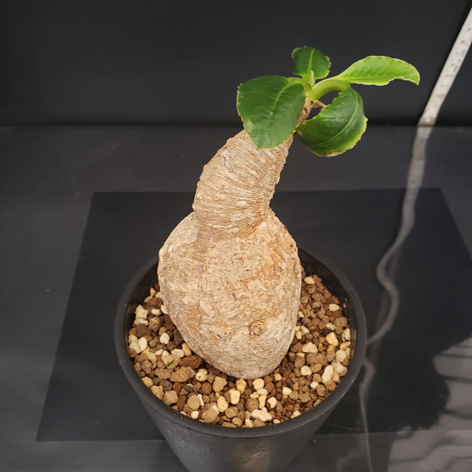 D409【自社養生株】ユーフォルビア プリムリフォリア（現地球・発根株