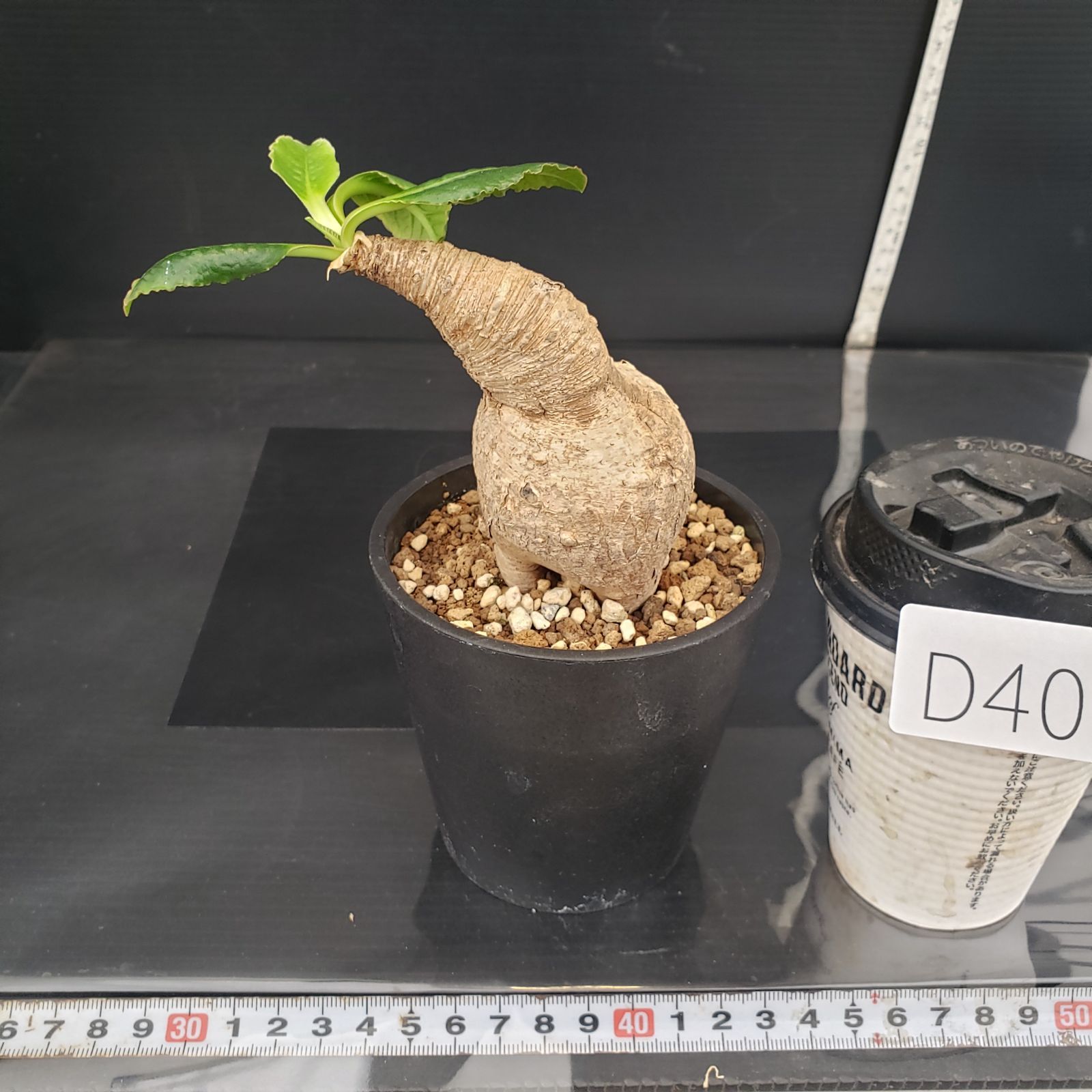 D409【自社養生株】ユーフォルビア プリムリフォリア（現地球・発根株