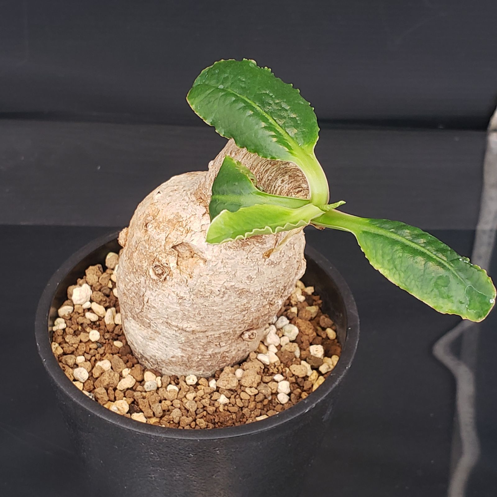 D409【自社養生株】ユーフォルビア プリムリフォリア（現地球・発根株