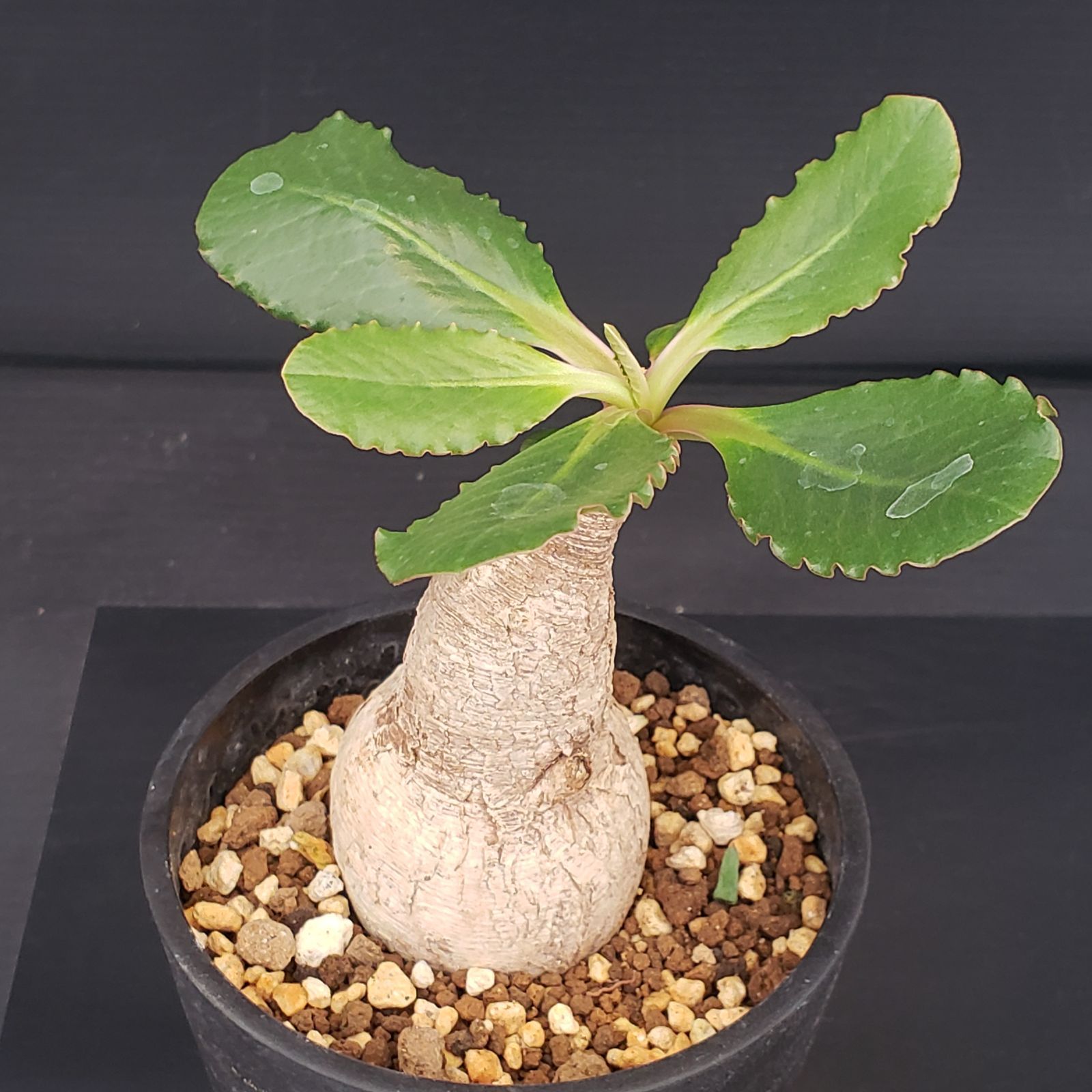 ユーフォルビア プリムリフォリア　発根済み ユーフォルビア プリムリフォリア / Euphorbia primulifolia / 発根