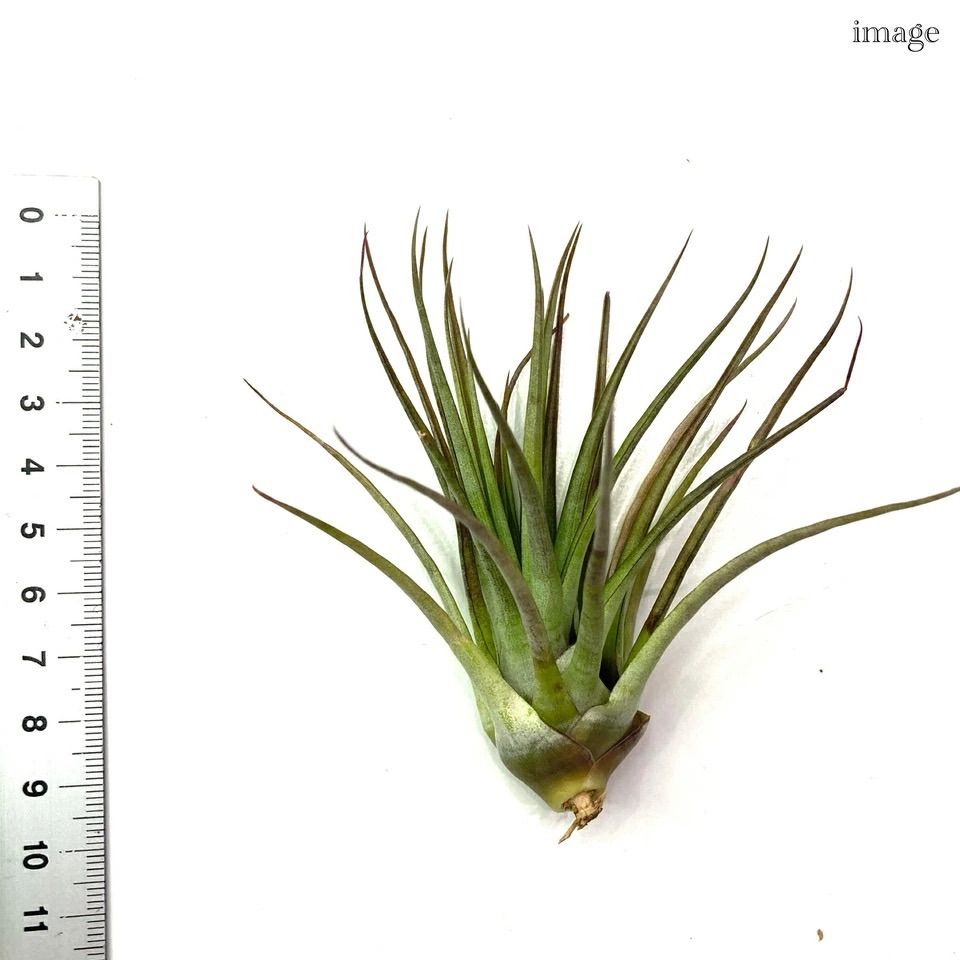 チランジア ケゲリアナ (エアープランツ ティランジア kegeliana