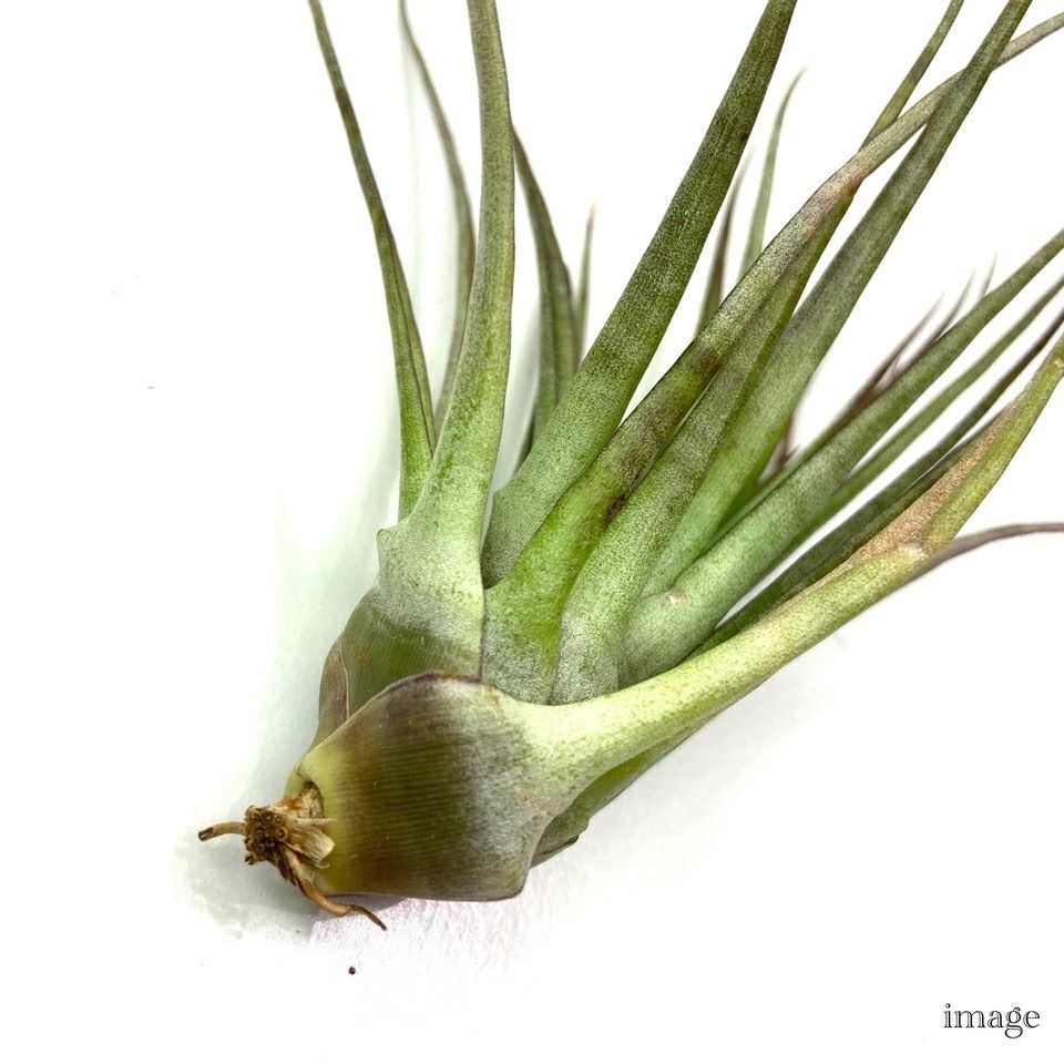 チランジア ケゲリアナ (エアープランツ ティランジア kegeliana