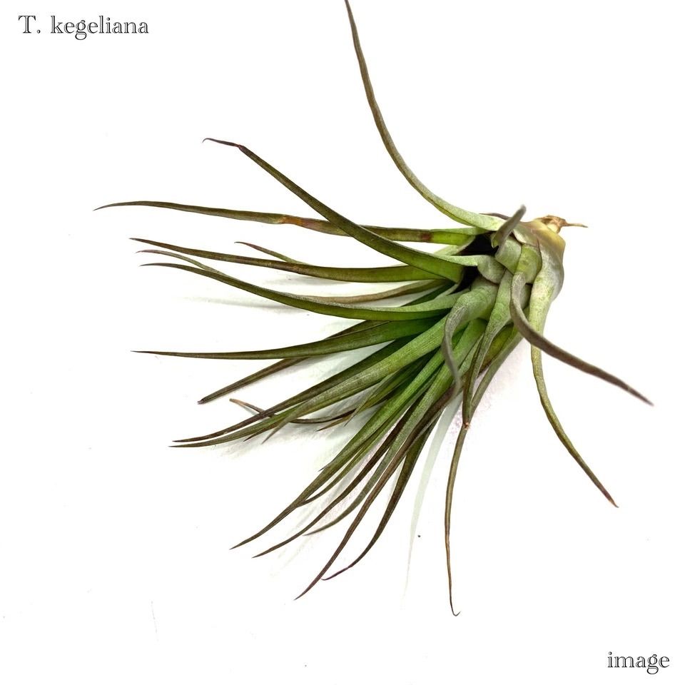 チランジア ケゲリアナ (エアープランツ ティランジア kegeliana