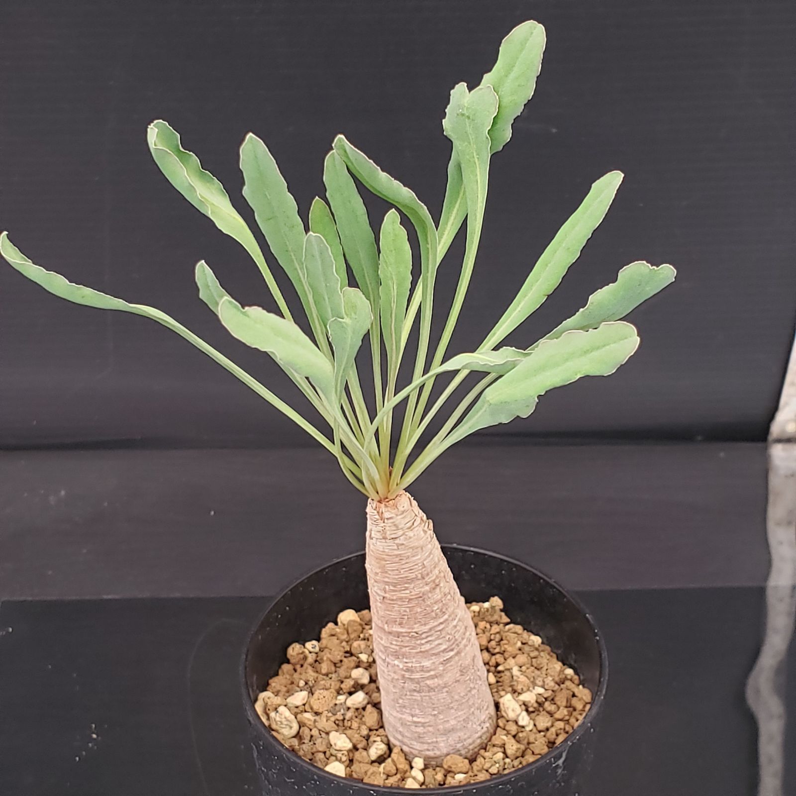 D417【自社養生株】ユーフォルビア クリスパ（現地球・発根株・鉢植え