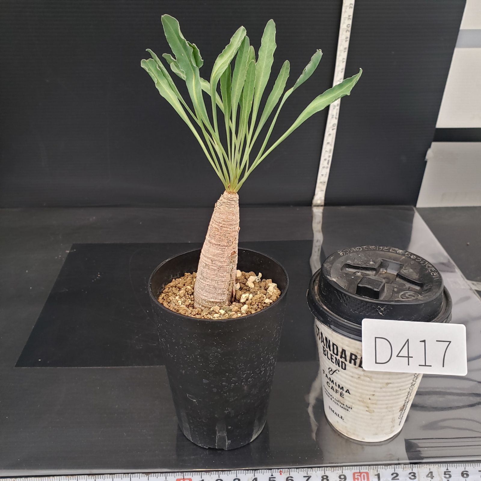 D417【自社養生株】ユーフォルビア クリスパ（現地球・発根株・鉢植え