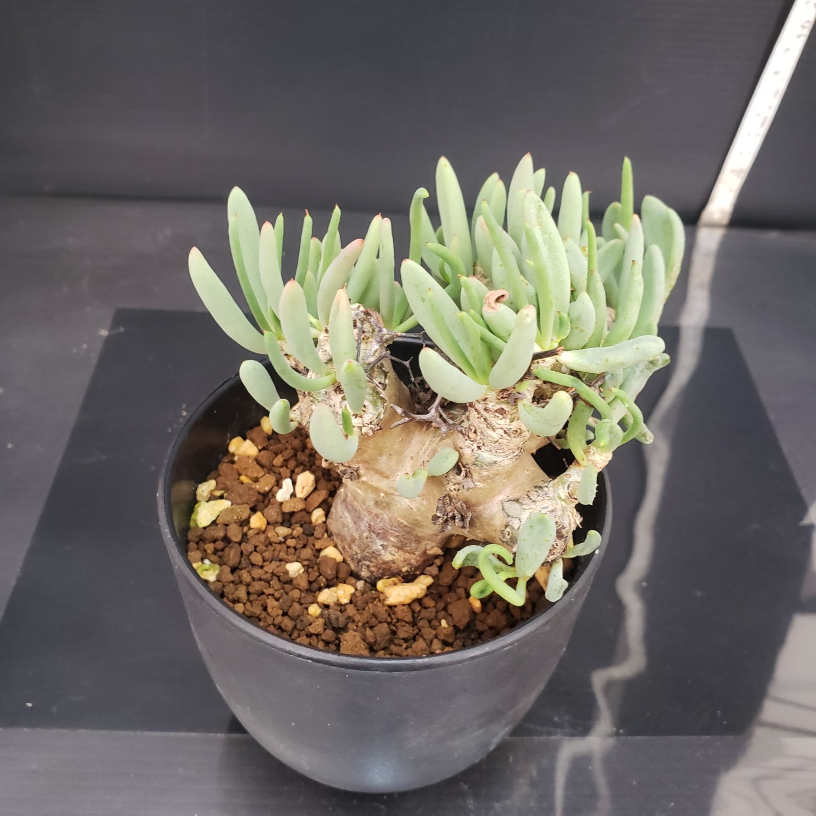 D421【自社養生株】チレコドン レティキュラータス 万物想（現地球・発