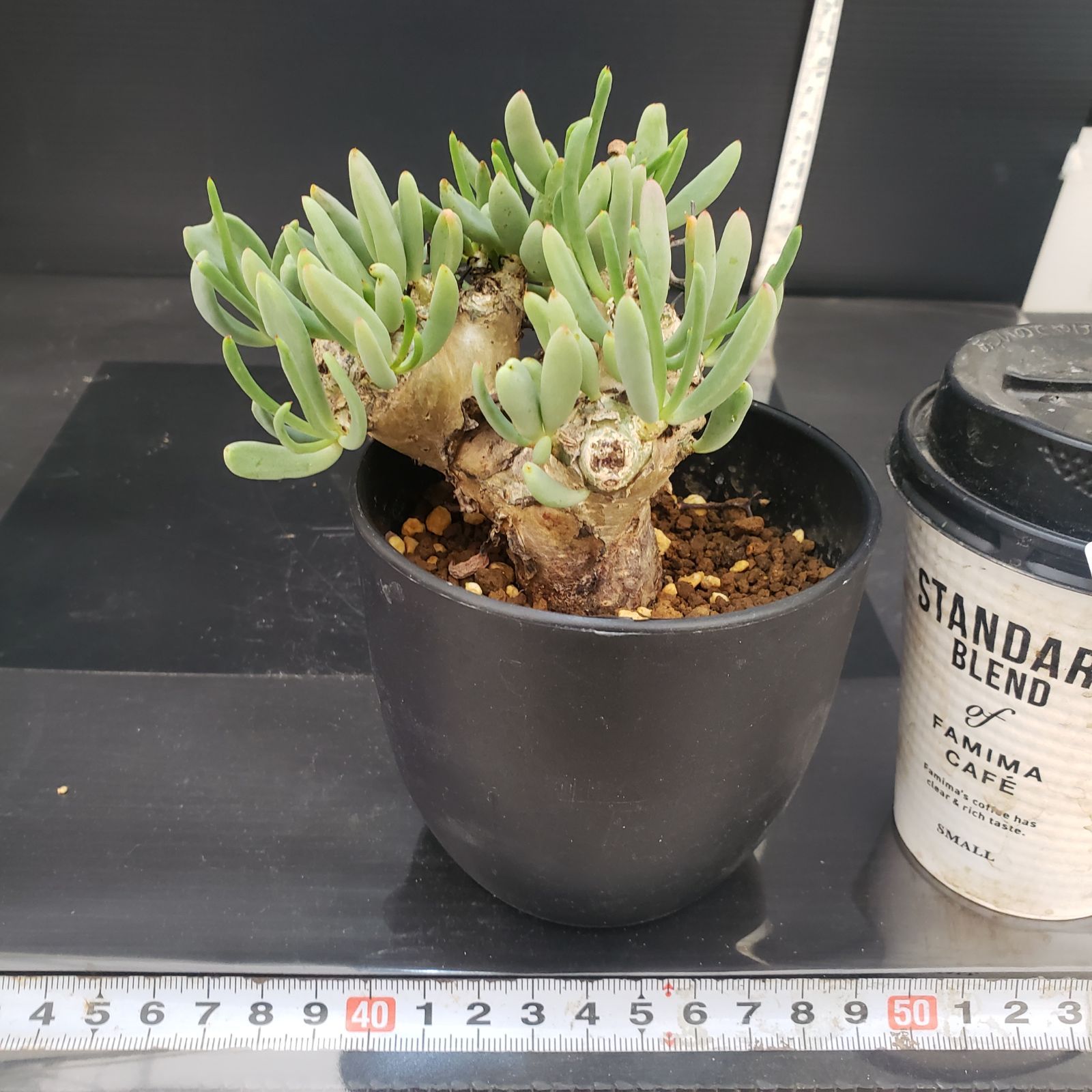 D421【自社養生株】チレコドン レティキュラータス 万物想（現地球・発