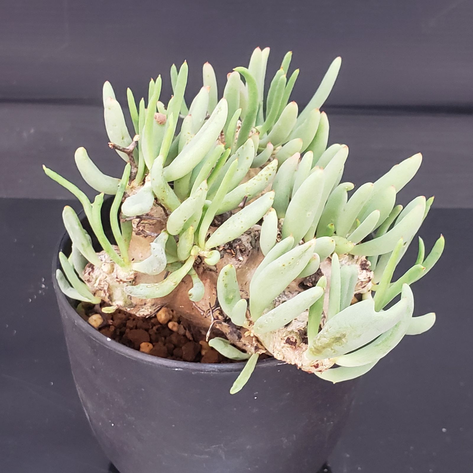 サマーセール！ 大株 万物想 チレコドン レティキュラータス 現地株 現地球 D421【自社養生株】チレコドン レティキュラータス 万物想（現地球・発