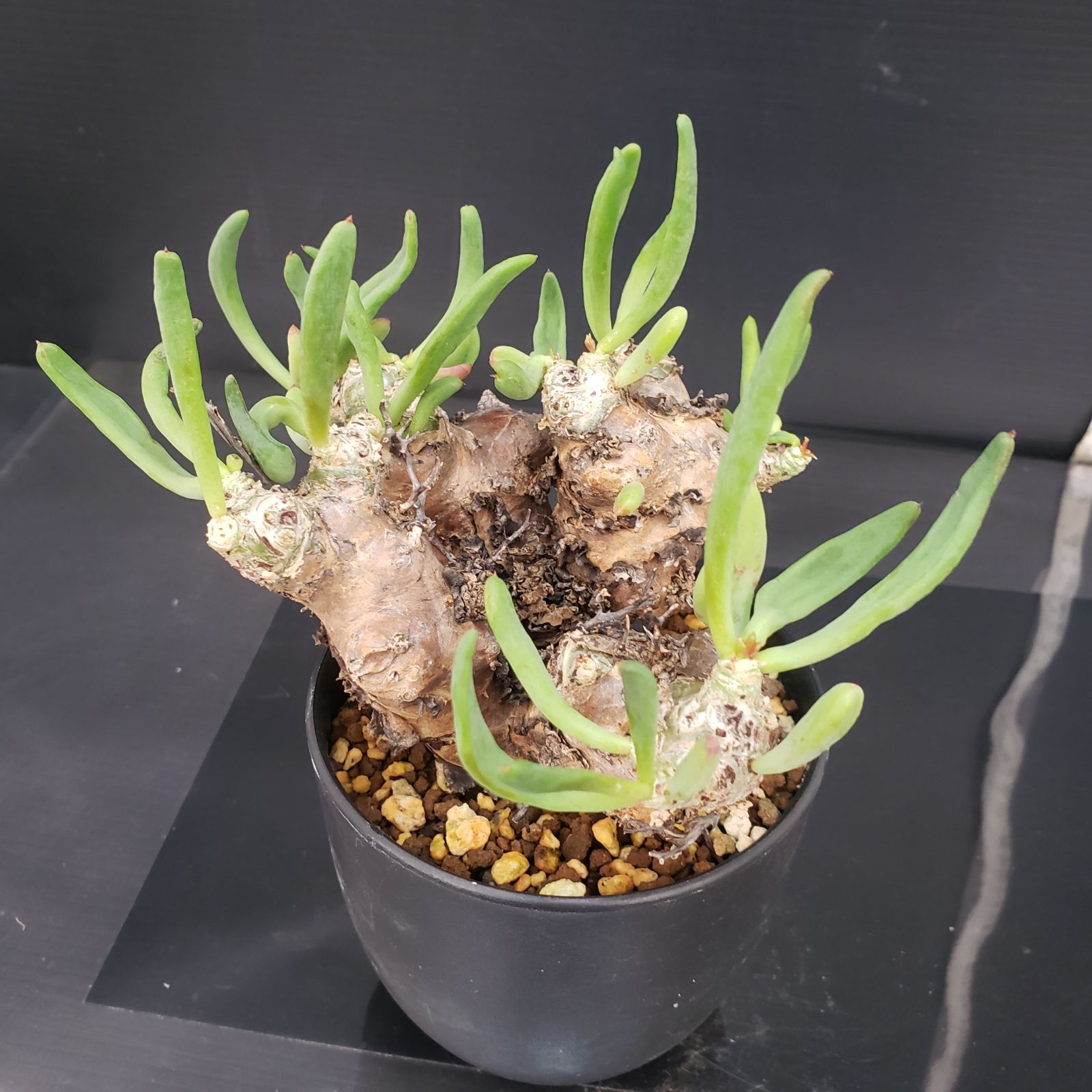 D423【自社養生株】チレコドン レティキュラータス 万物想（現地球・発