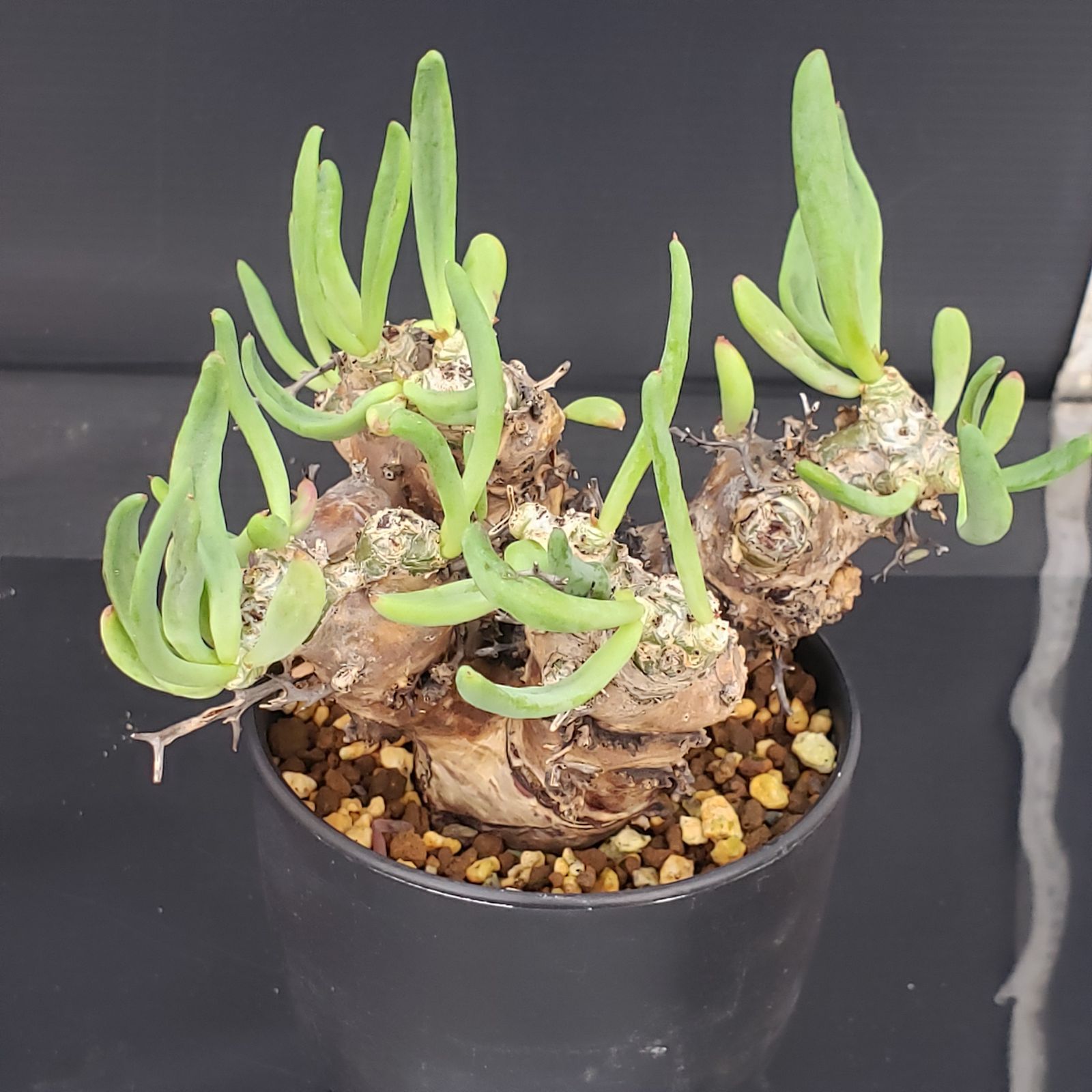 D423【自社養生株】チレコドン レティキュラータス 万物想（現地球・発