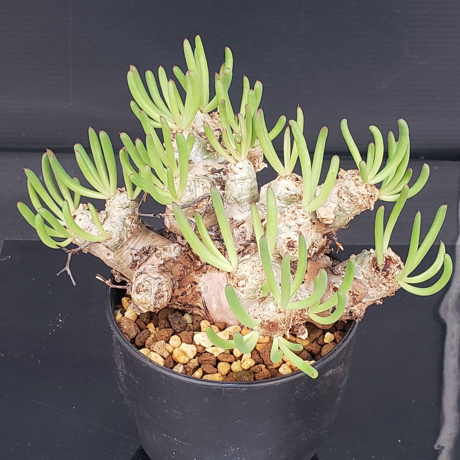 D424【自社養生株】チレコドン レティキュラータス 万物想（現地球・発