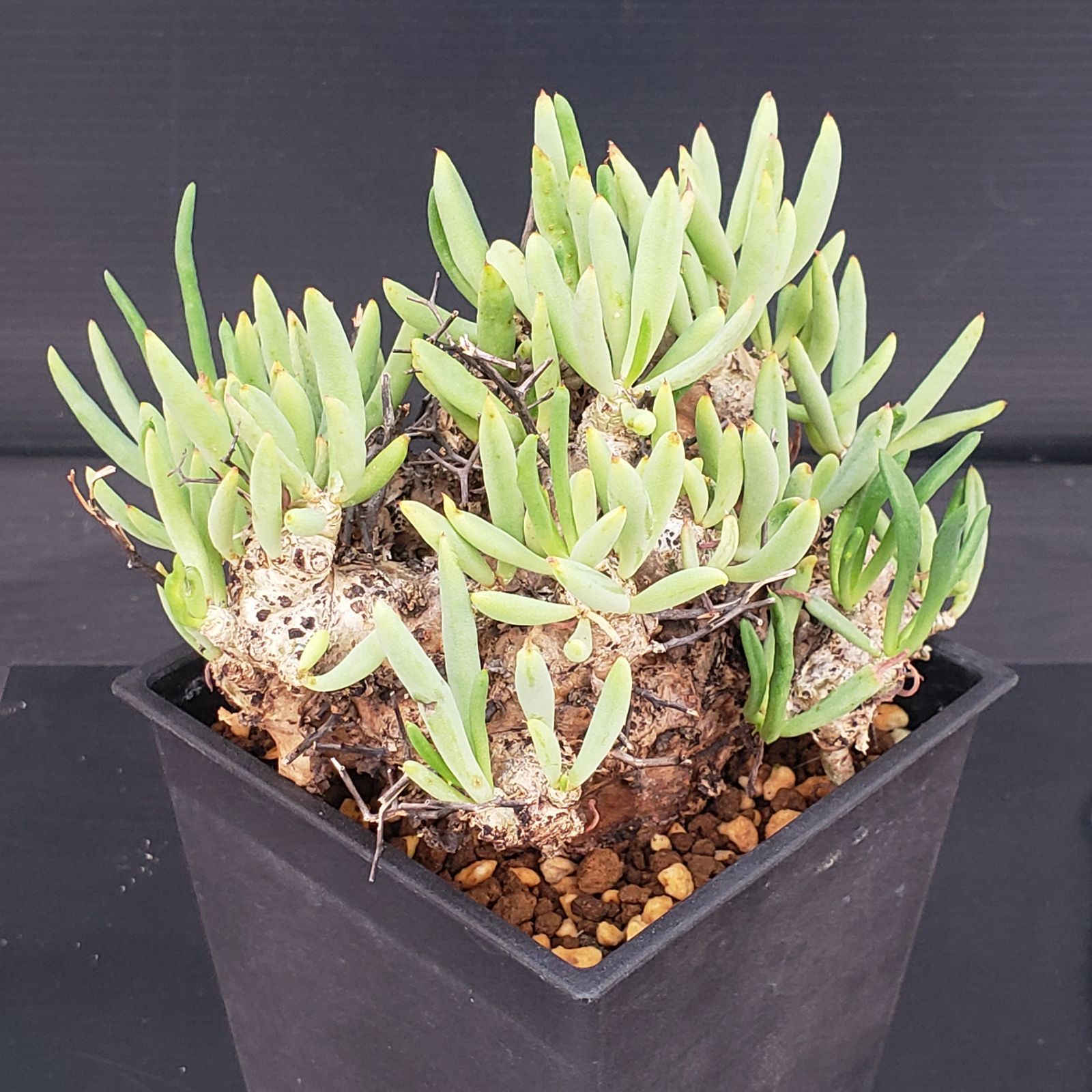 D426【自社養生株】チレコドン レティキュラータス 万物想（現地球・発