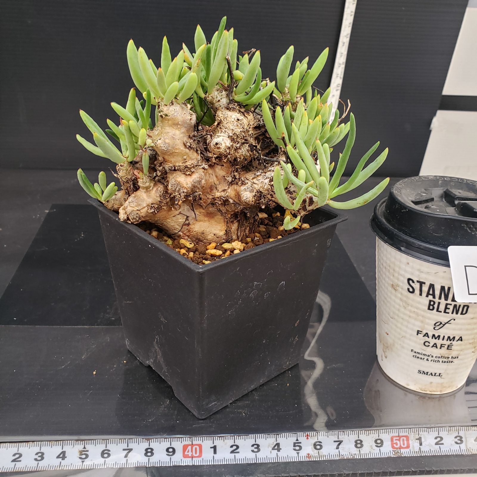 D426【自社養生株】チレコドン レティキュラータス 万物想（現地球・発