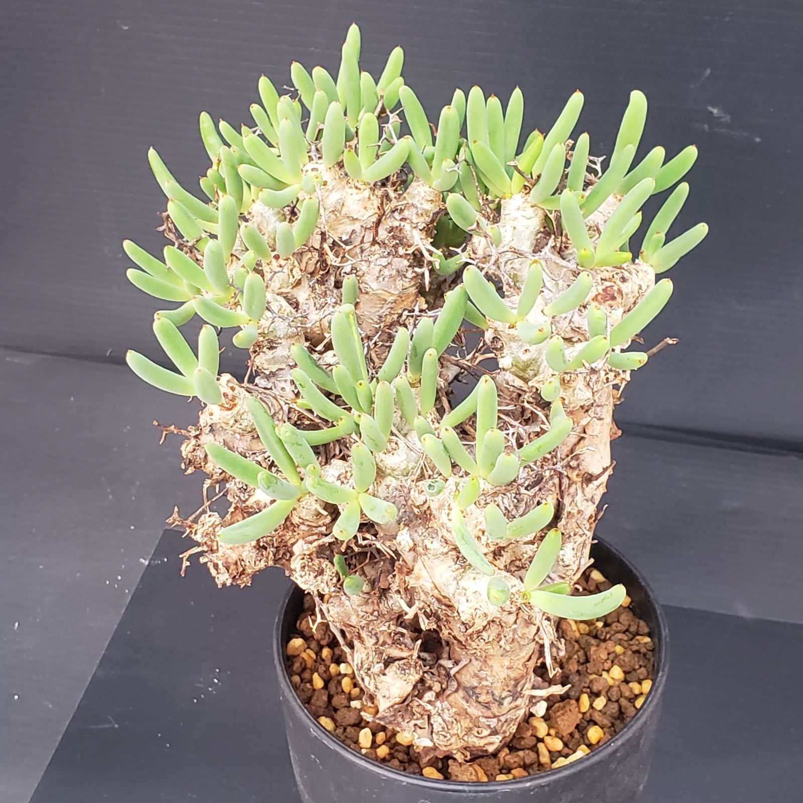 D427【自社養生株】チレコドン レティキュラータス 万物想（現地球・発