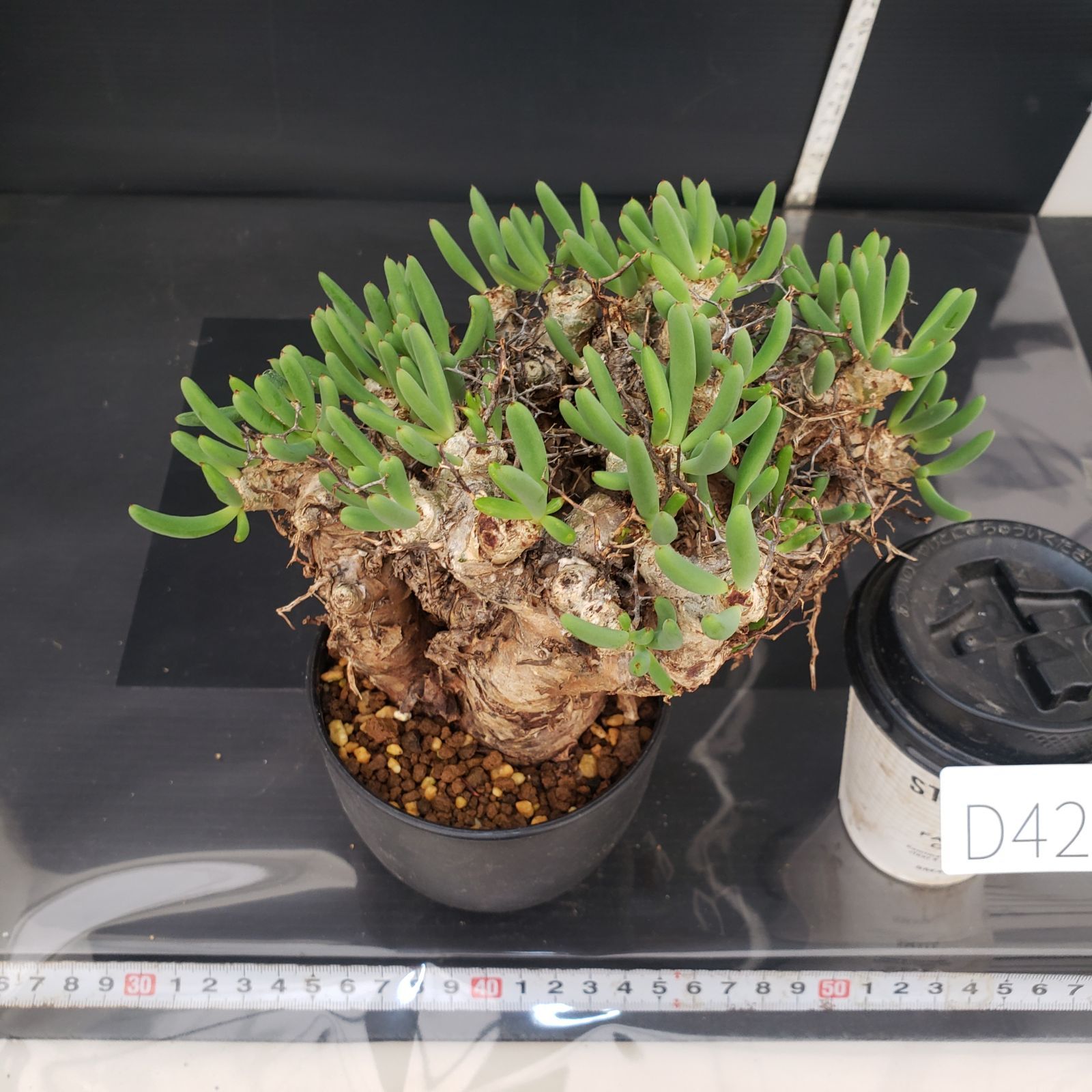 D427【自社養生株】チレコドン レティキュラータス 万物想（現地球・発