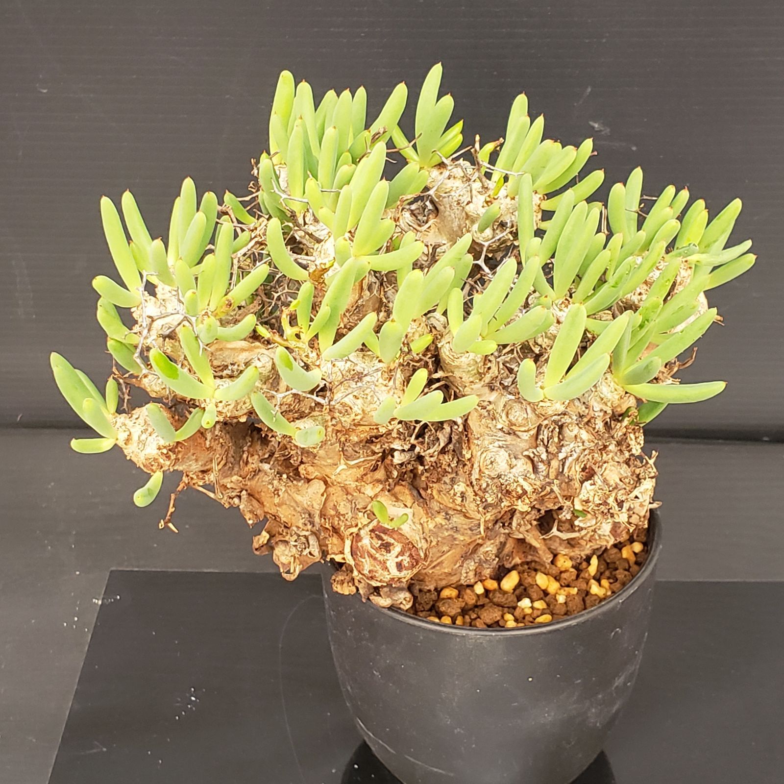 D427【自社養生株】チレコドン レティキュラータス 万物想（現地球・発