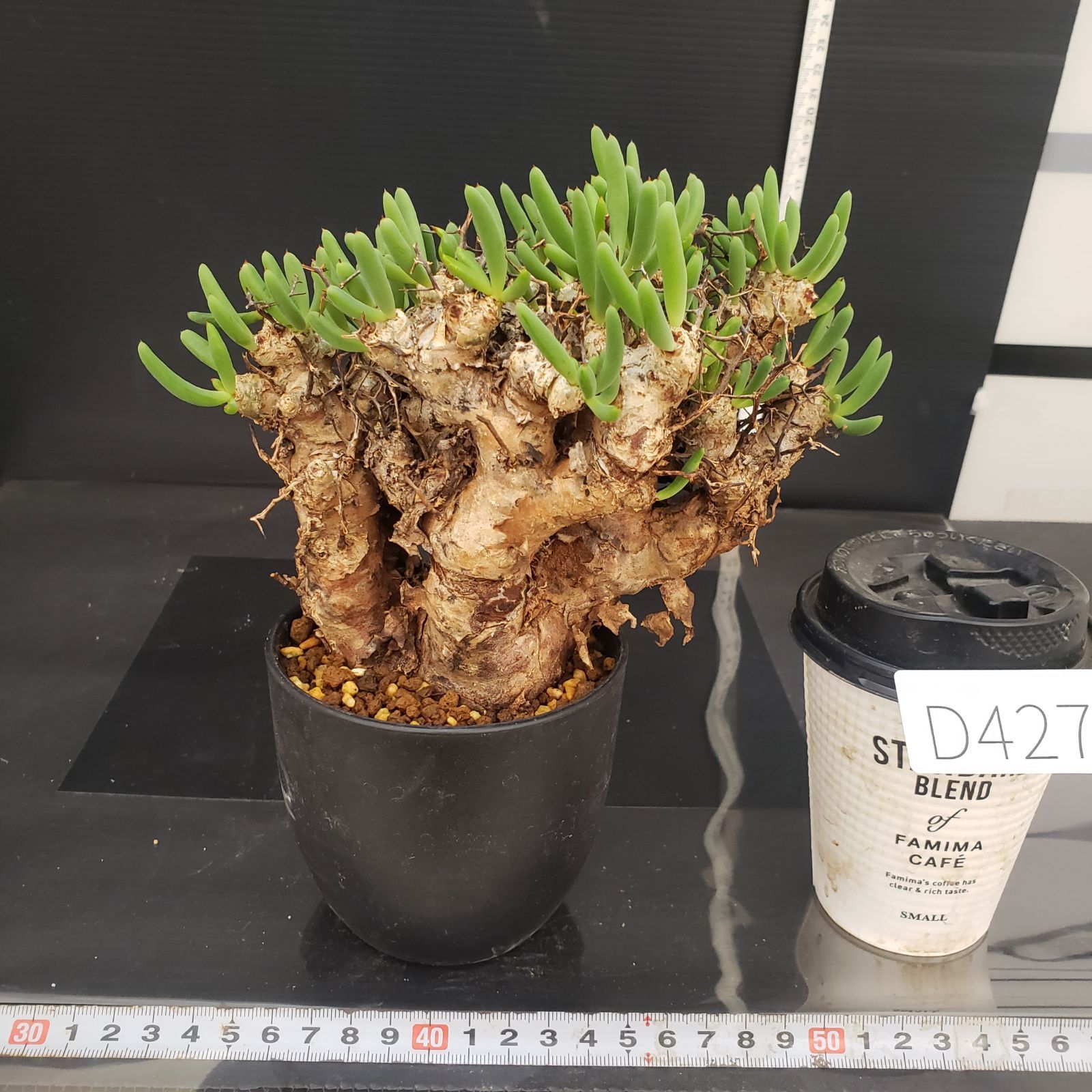 D427【自社養生株】チレコドン レティキュラータス 万物想（現地球・発