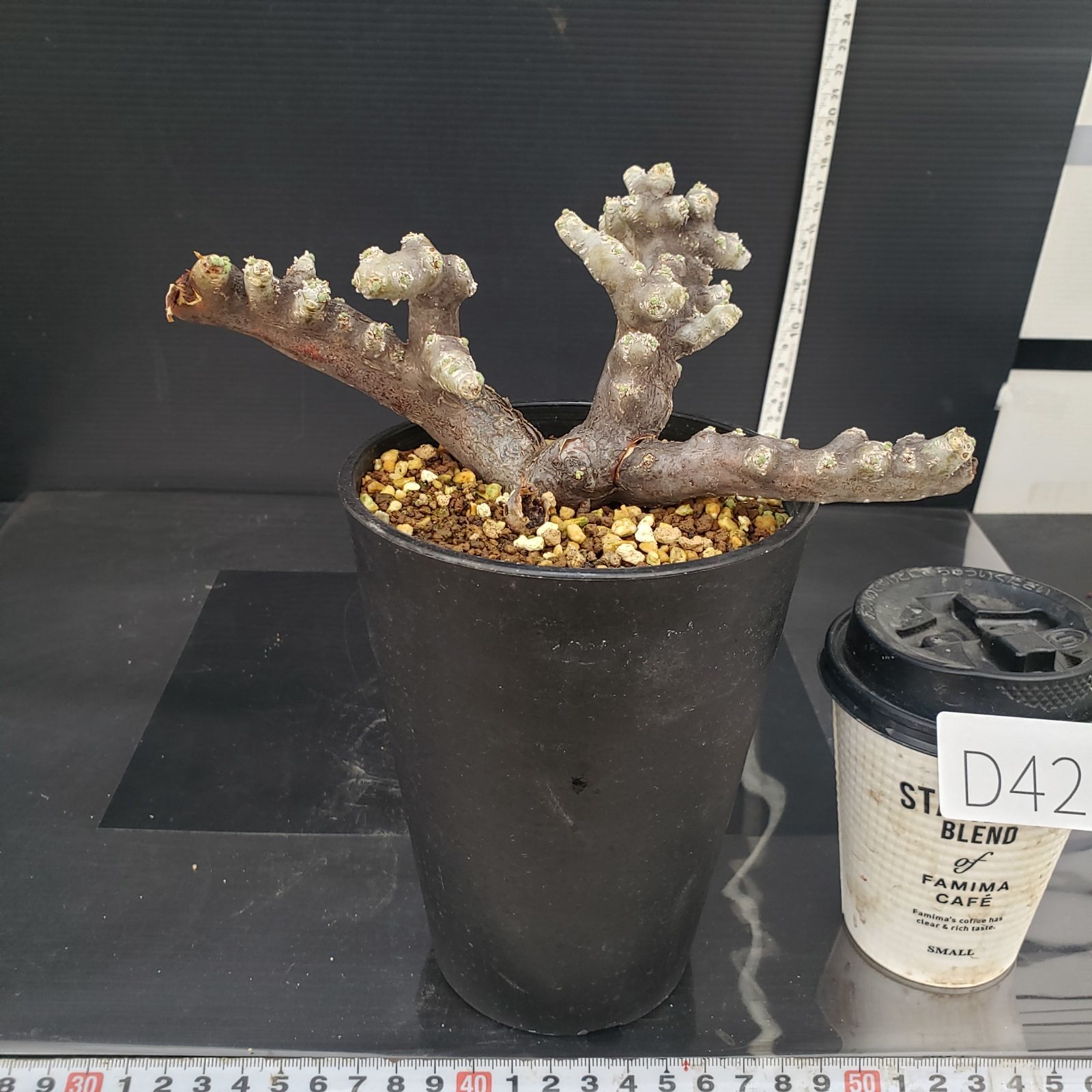 D428【自社養生株】モンソニア ムルチフィダ（現地球・発根株・鉢植え