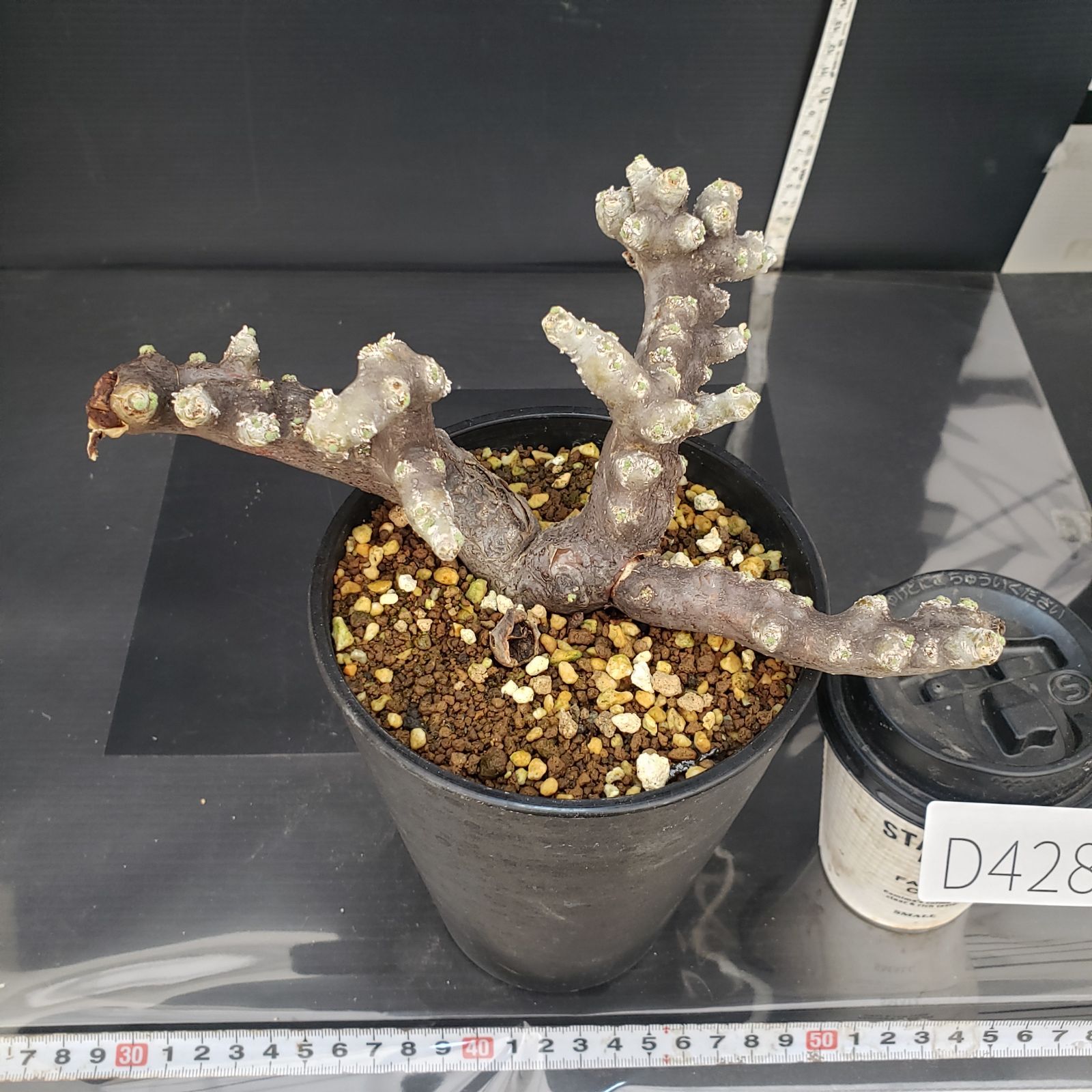 D428【自社養生株】モンソニア ムルチフィダ（現地球・発根株・鉢植え