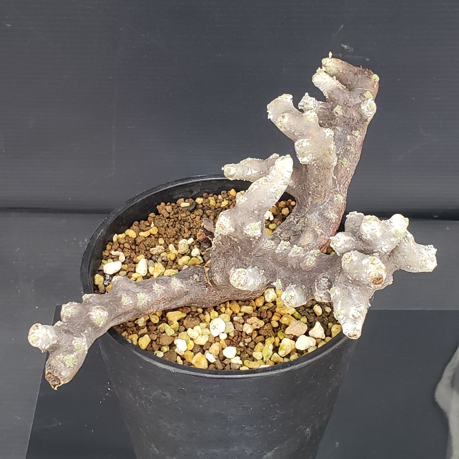 D428【自社養生株】モンソニア ムルチフィダ（現地球・発根株・鉢植え