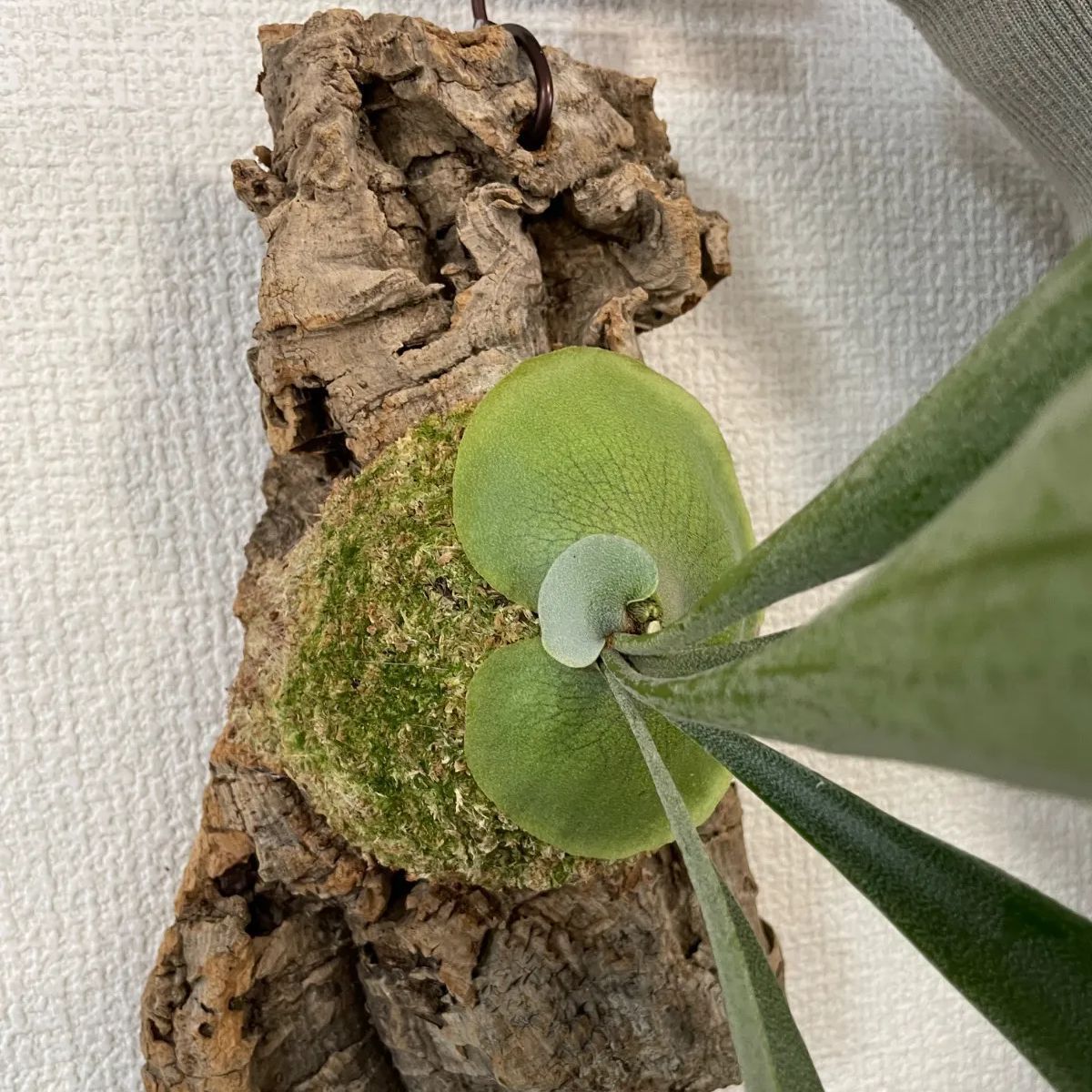 見本盤白ラベル有】森田童子 EPレコード 4枚セット 和モノ