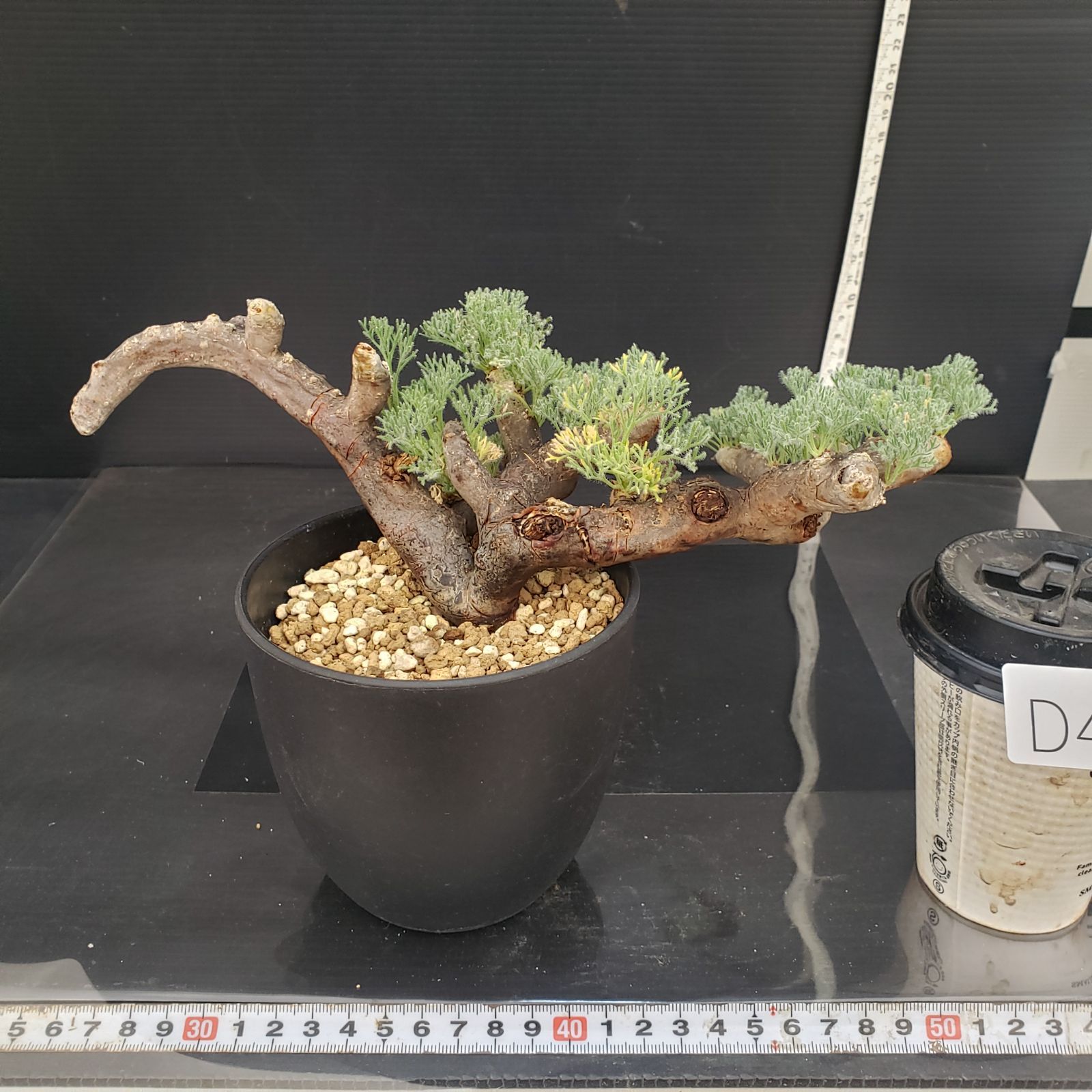 D430【自社養生株】モンソニア ムルチフィダ（現地球・発根株・鉢植え