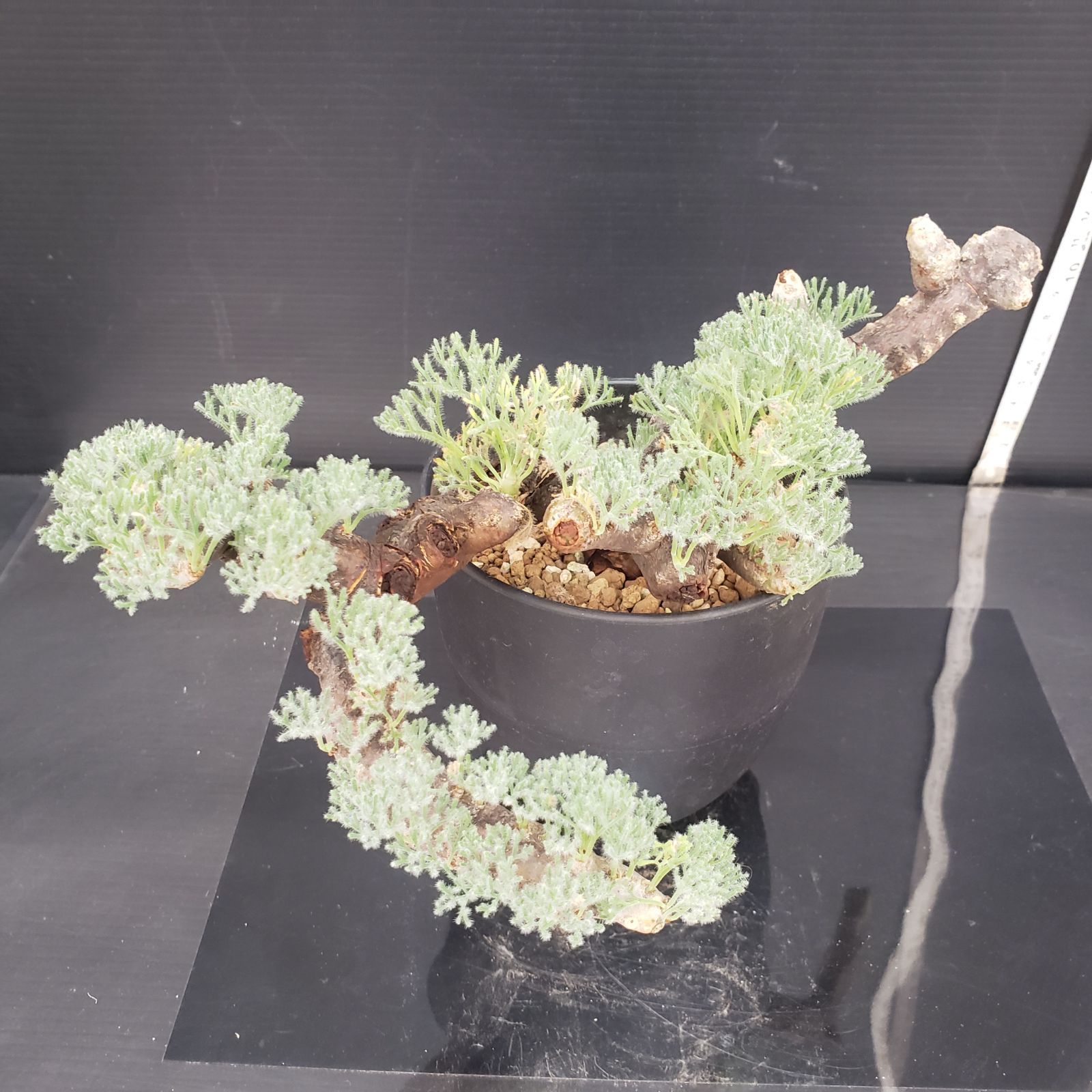 D430【自社養生株】モンソニア ムルチフィダ（現地球・発根株・鉢植え