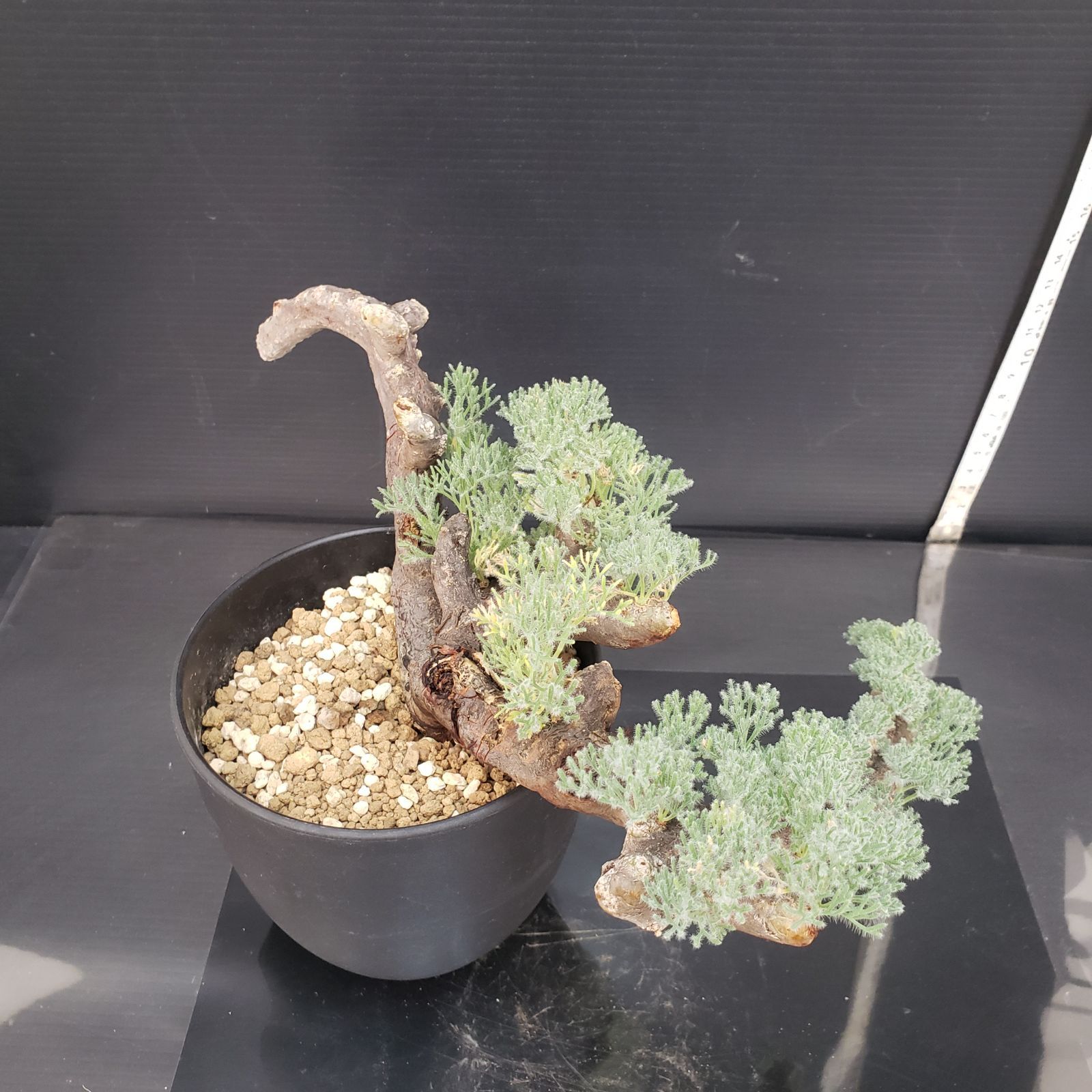 D430【自社養生株】モンソニア ムルチフィダ（現地球・発根株・鉢植え