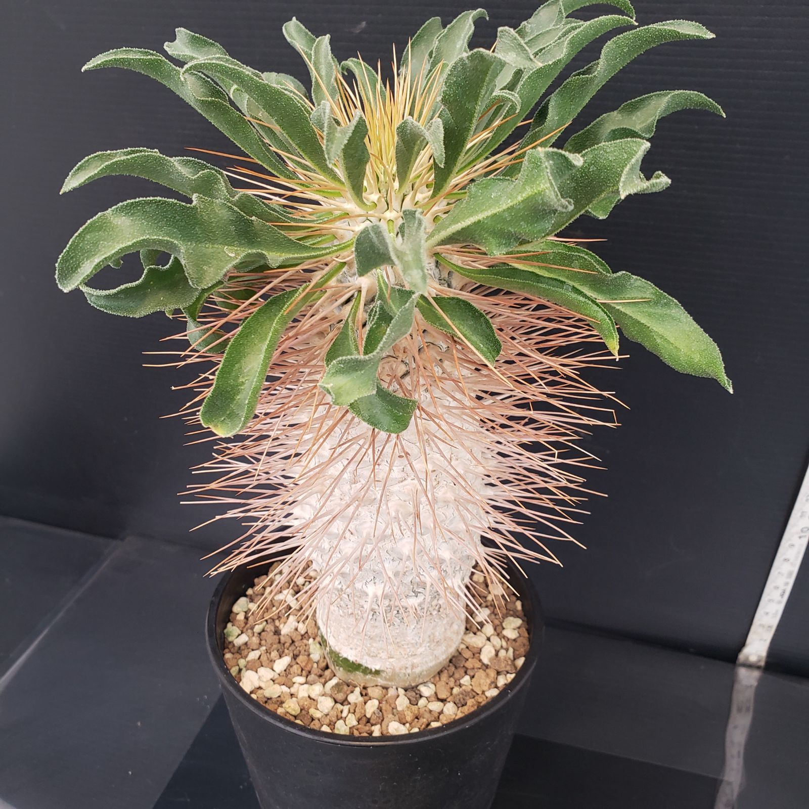 ナマクアナム　塊根植物　発根済 D435【自社養生株】パキポディウム ナマクアナム 光堂（接ぎ木・発根株